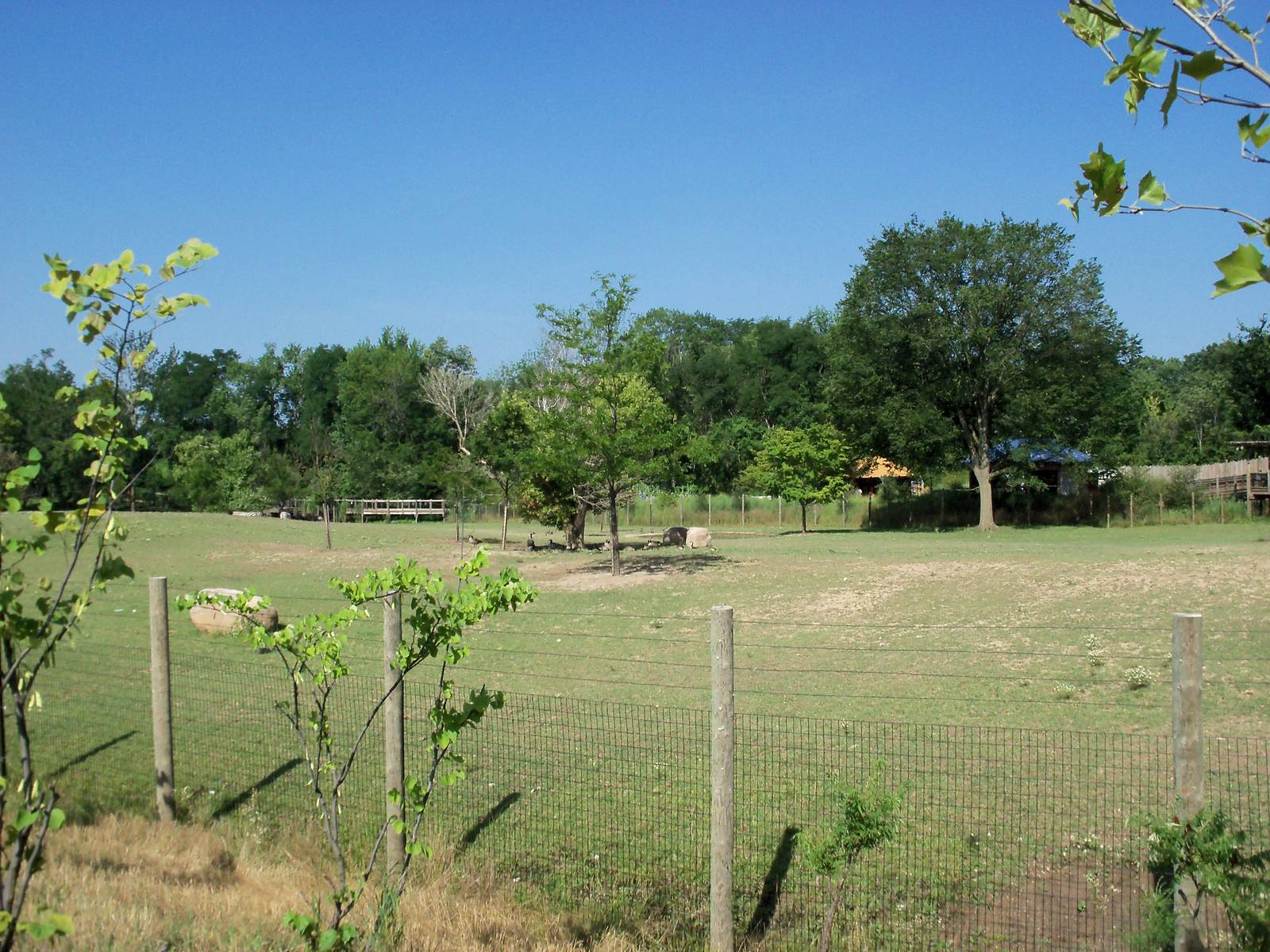 African Journey - Wildebeest/Ostrich/Zebra/White Stork Savanna