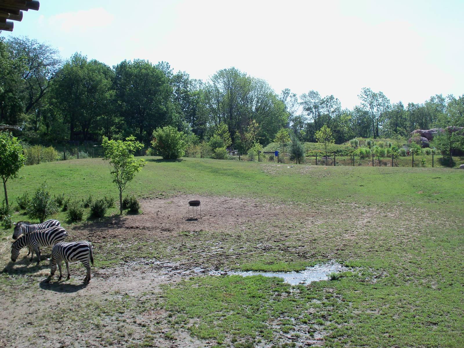 African Journey - Wildebeest/Ostrich/Zebra/White Stork Savanna