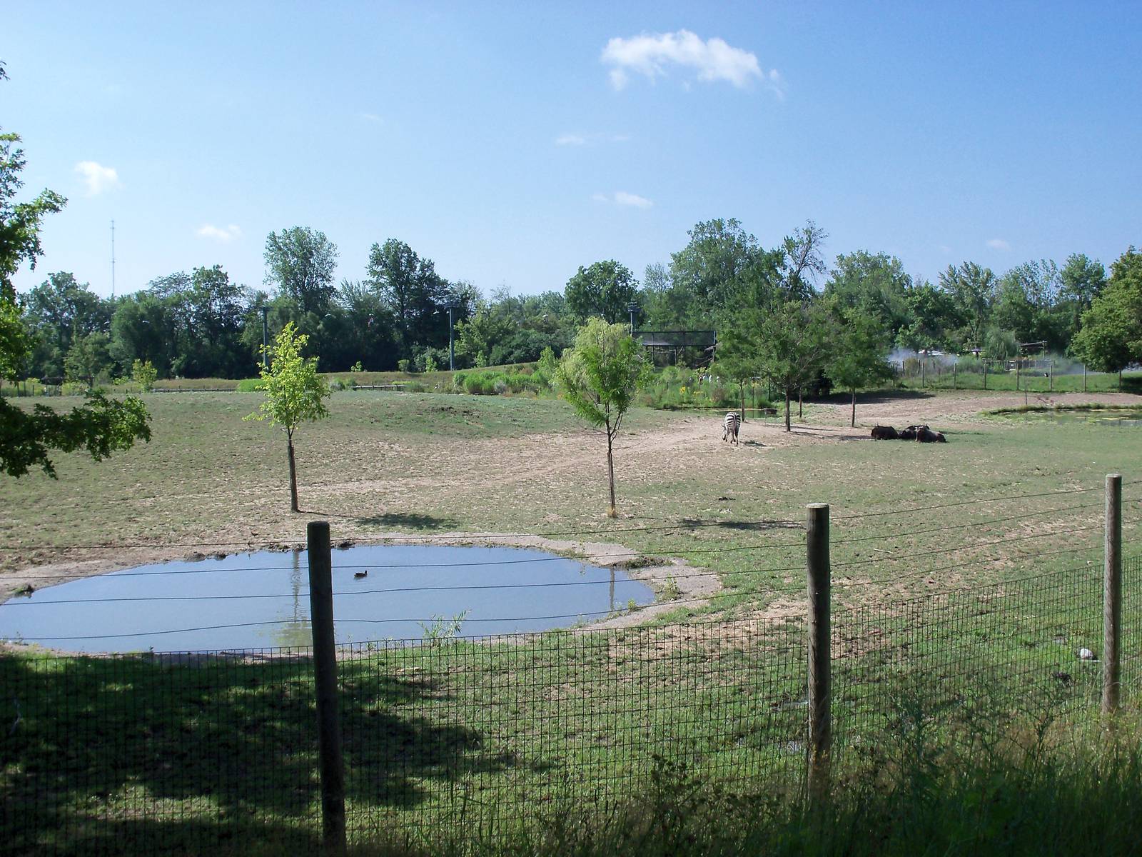 African Journey - Wildebeest/Zebra/Ostrich/White Stork Savanna