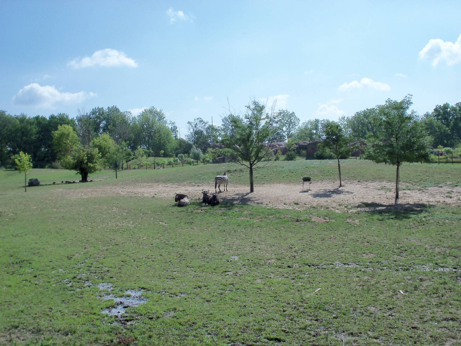 African Journey - Wildebeest/Zebra/Ostrich/White Stork Savanna
