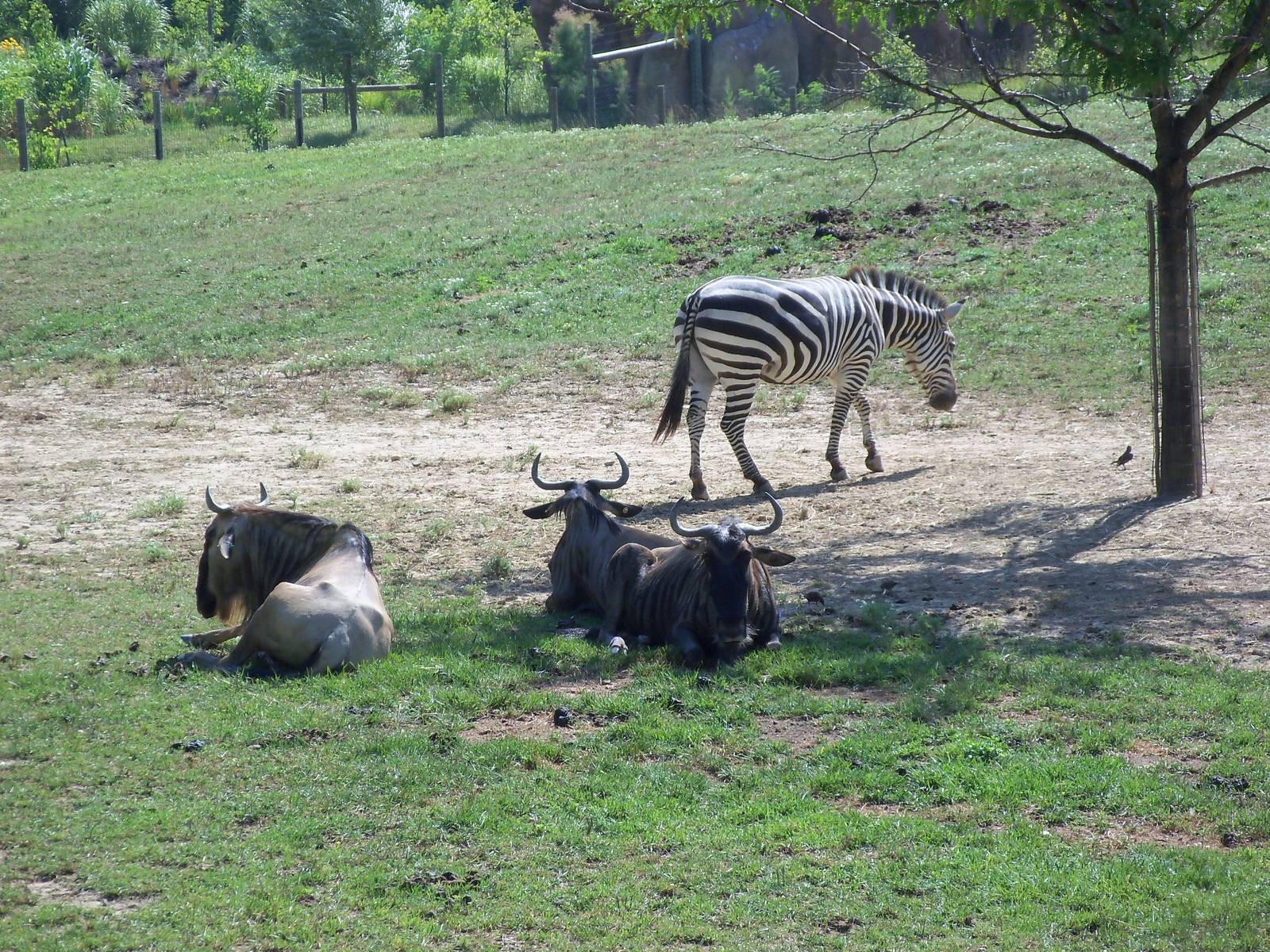 African Journey - Wildebeest/Zebra/Ostrich/White Stork Savanna
