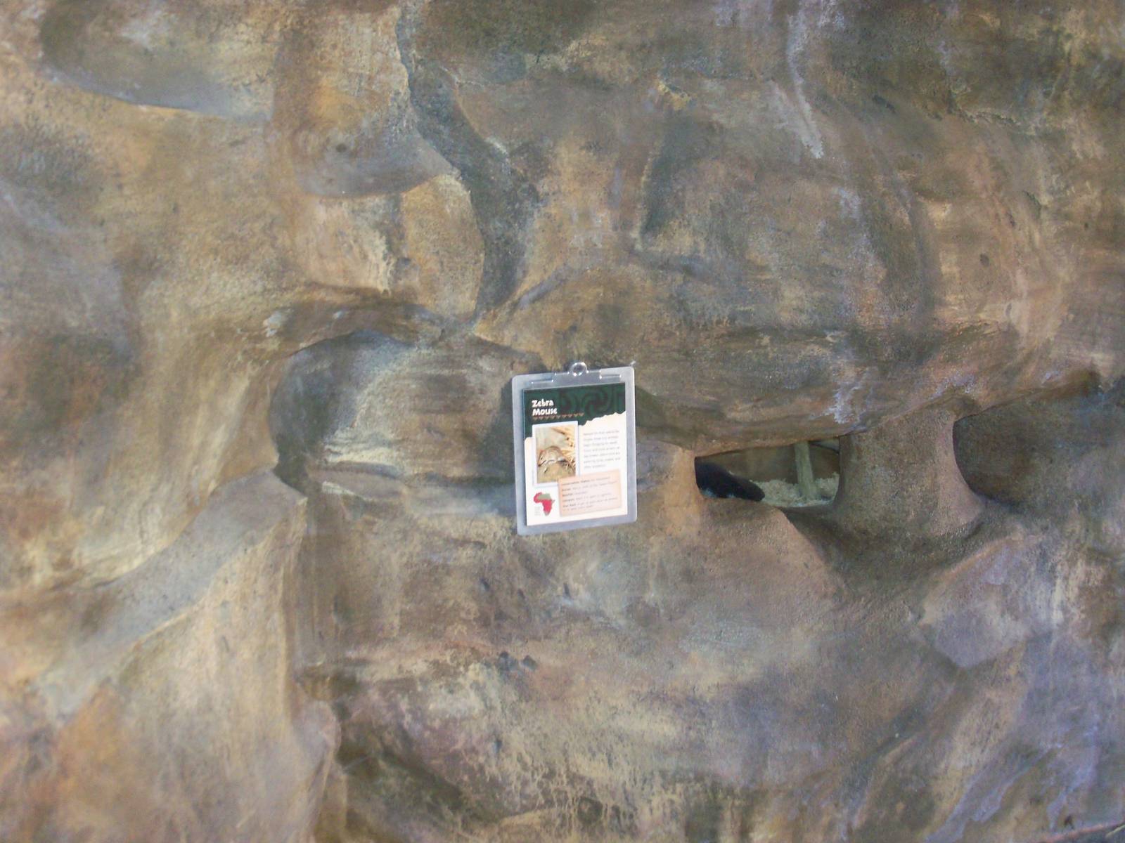 African Journey - Zebra Mouse Exhibit