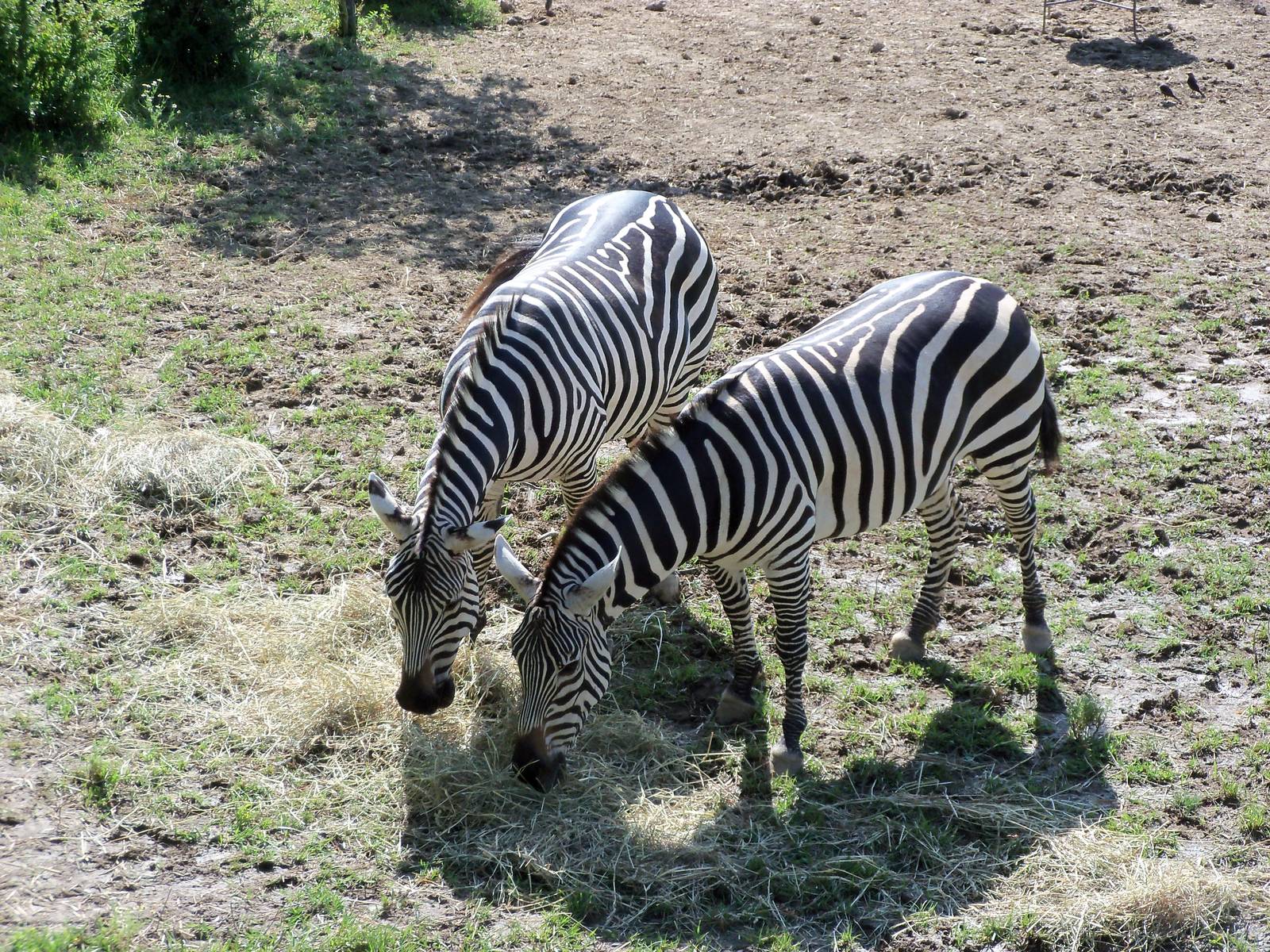 African Journey - Zebras