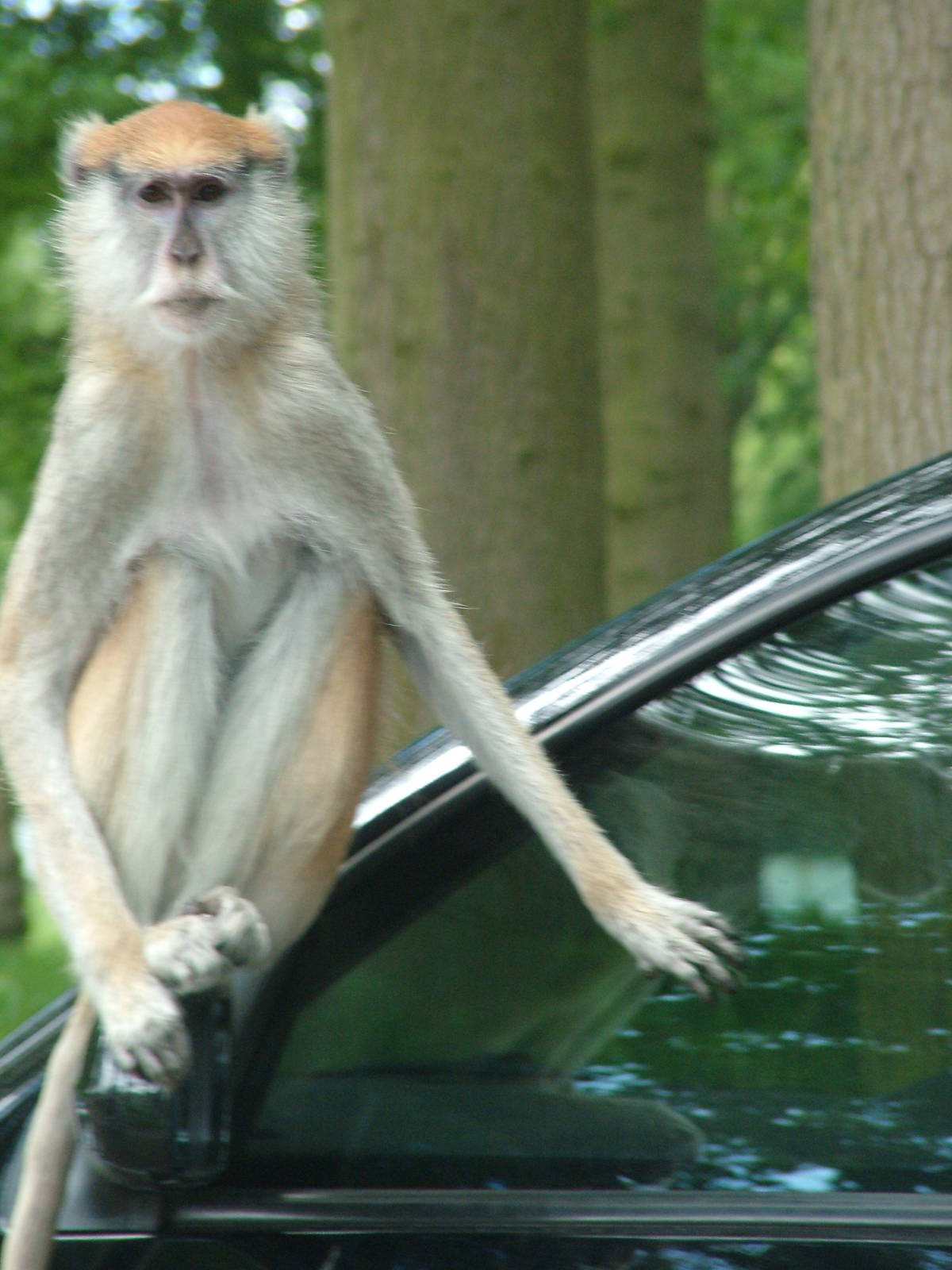 African Jungle Reserve at Woburn, 20/06/10