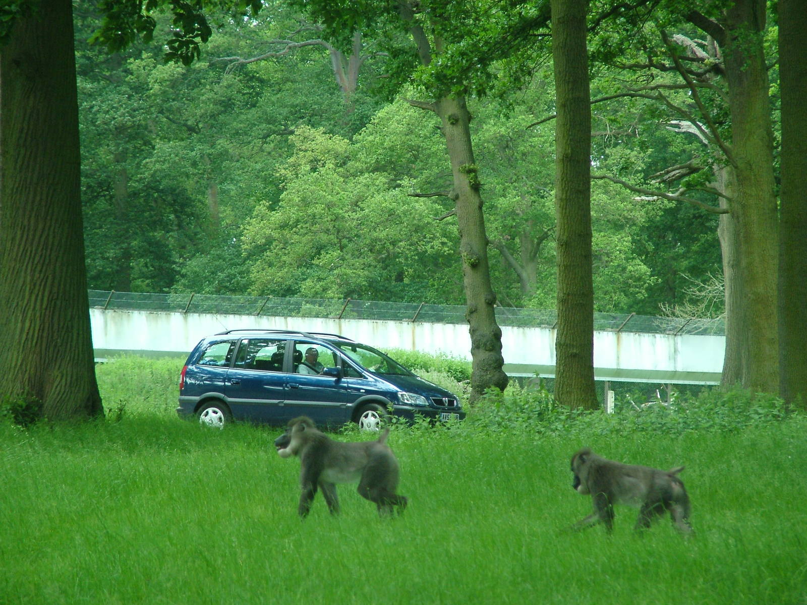 African Jungle Reserve at Woburn, 20/06/10