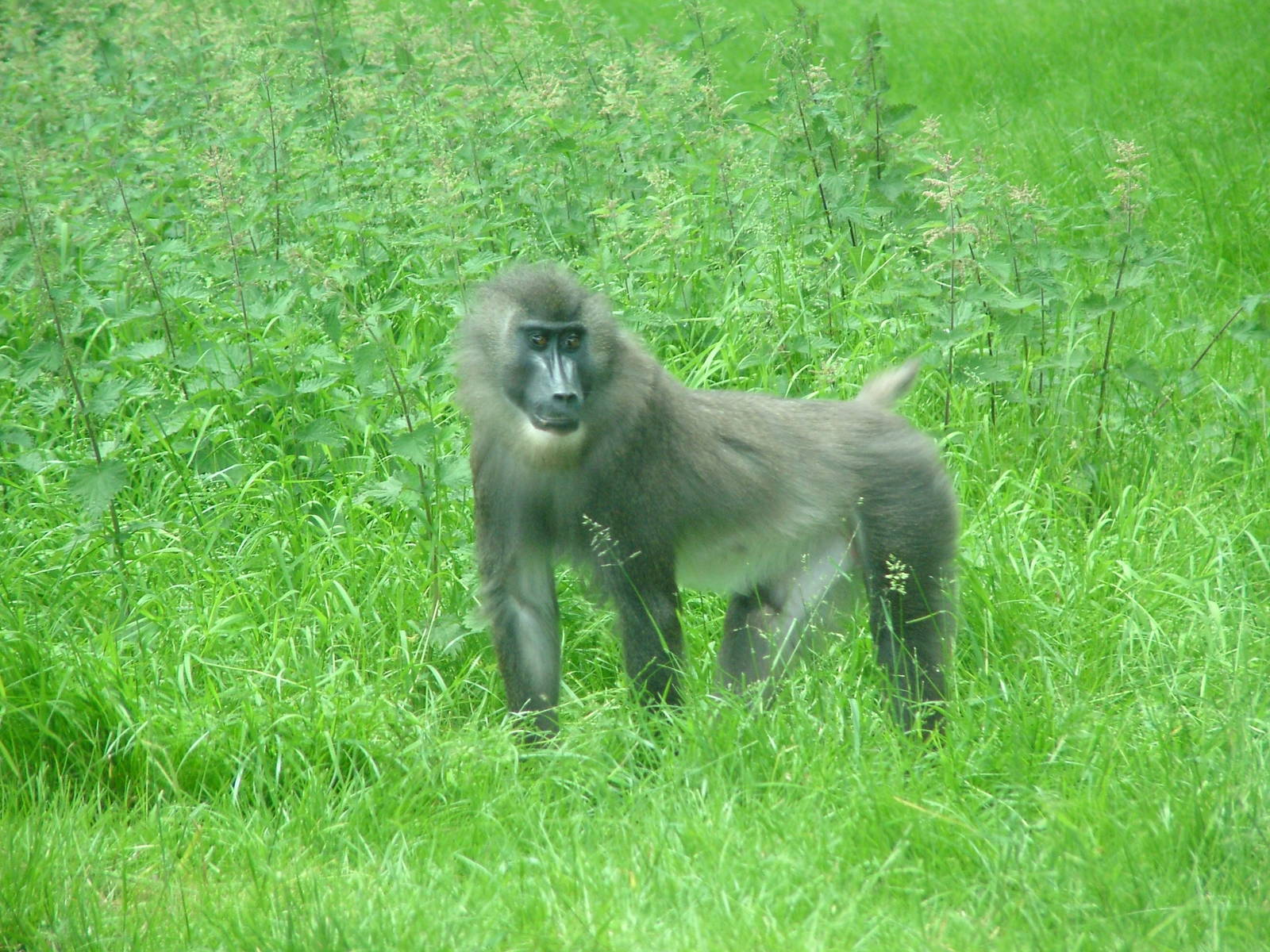 African Jungle Reserve at Woburn, 20/06/10