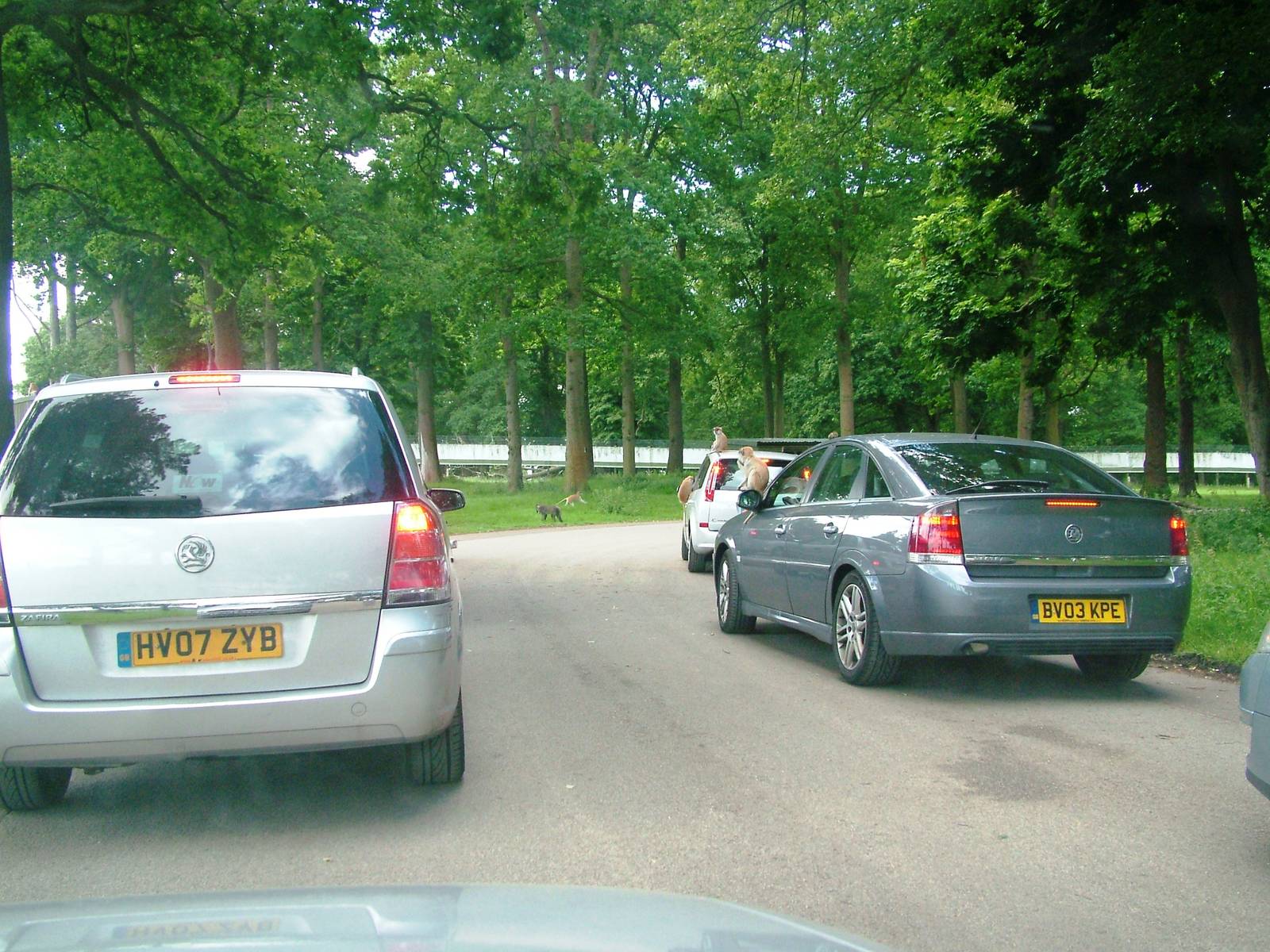 African Jungle Reserve at Woburn, 20/06/10