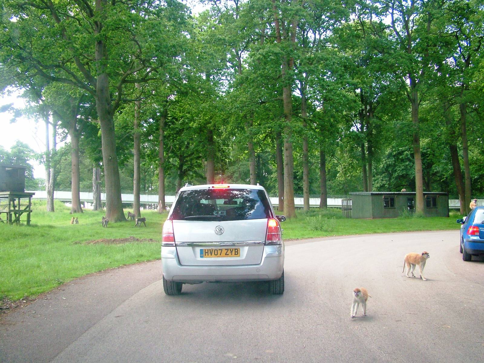 African Jungle Reserve at Woburn, 20/06/10