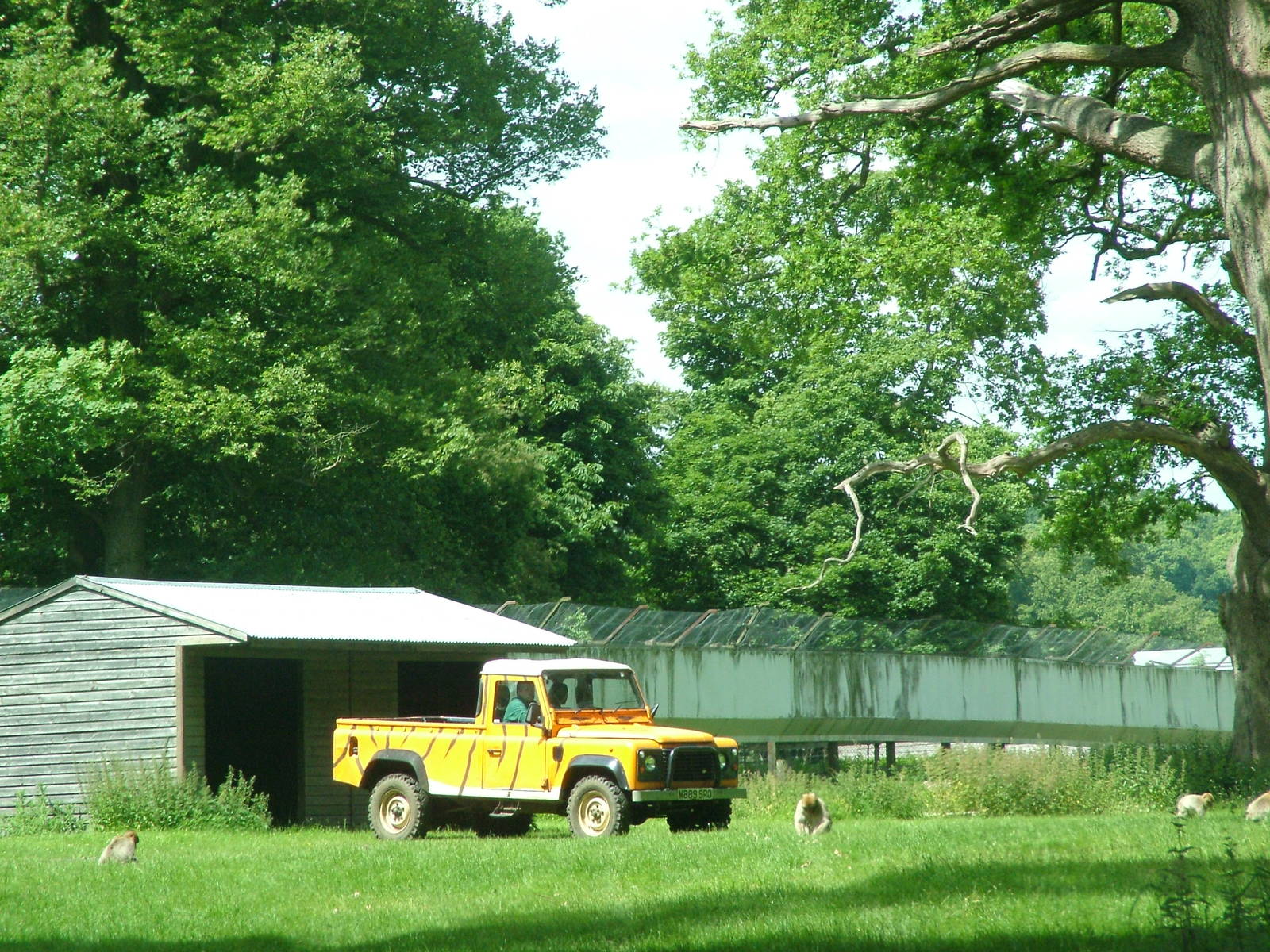 African Jungle Reserve at Woburn, 20/06/10
