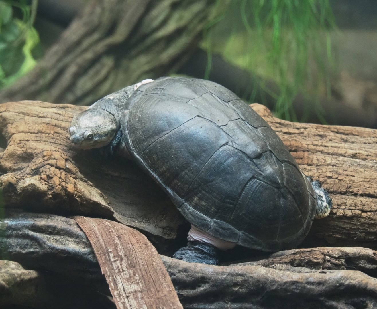 African keeled mud turtle (Pelusios carinatus), 2019-04-20