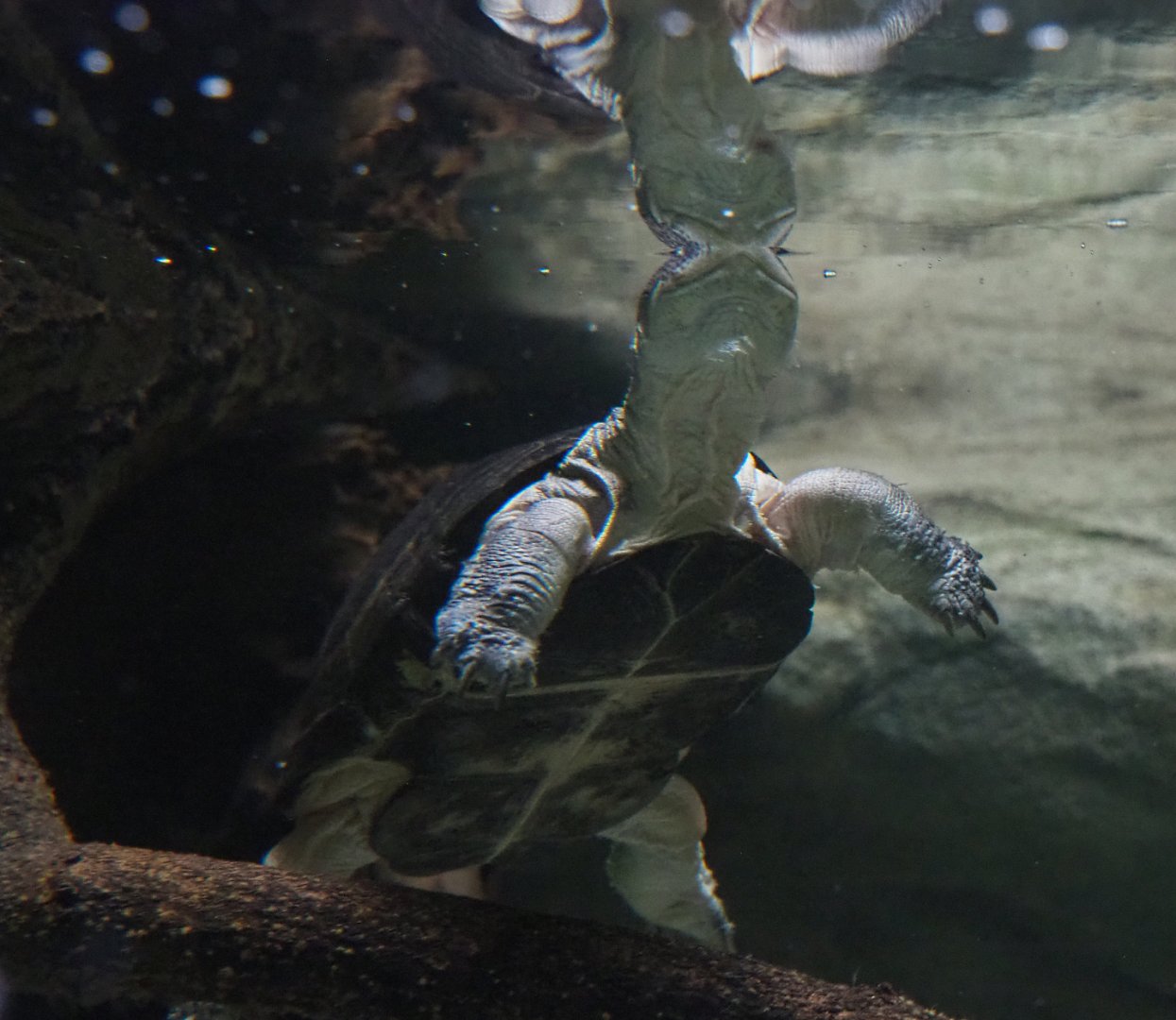 African keeled mud turtle (Pelusios carinatus), 2020-05-24