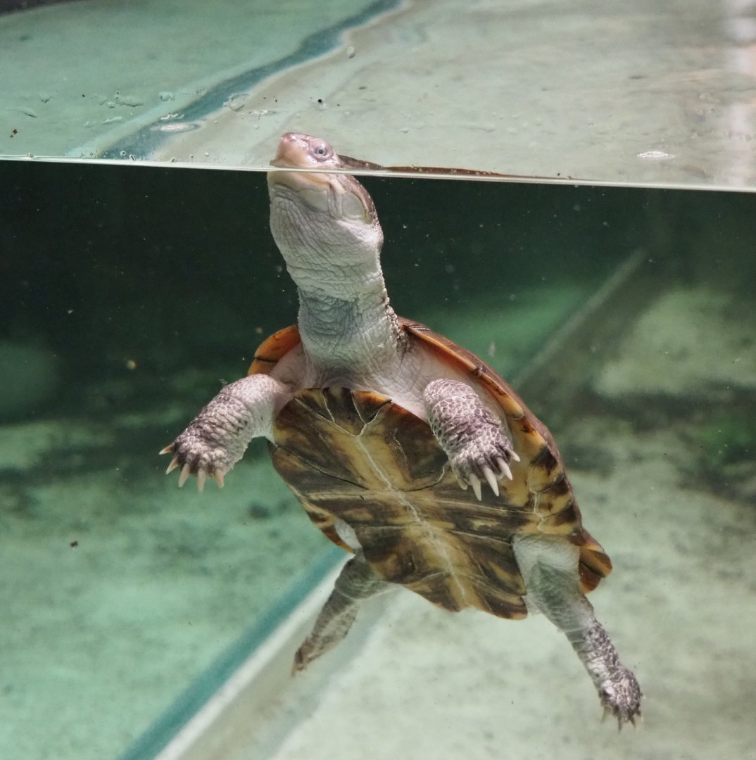 African keeled mud turtle (Pelusios carinatus), 2020-06-28