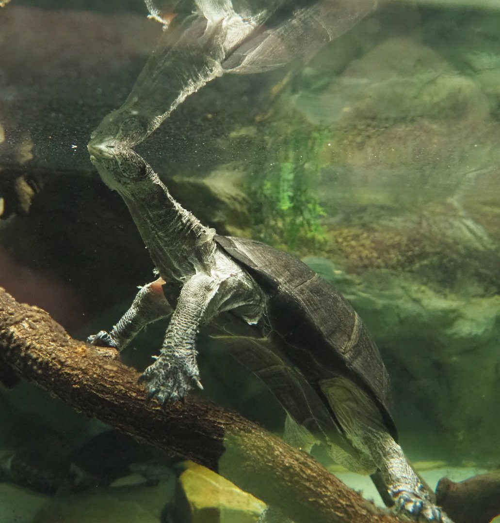 African keeled mud turtle (Pelusios carinatus), 2020-09-20