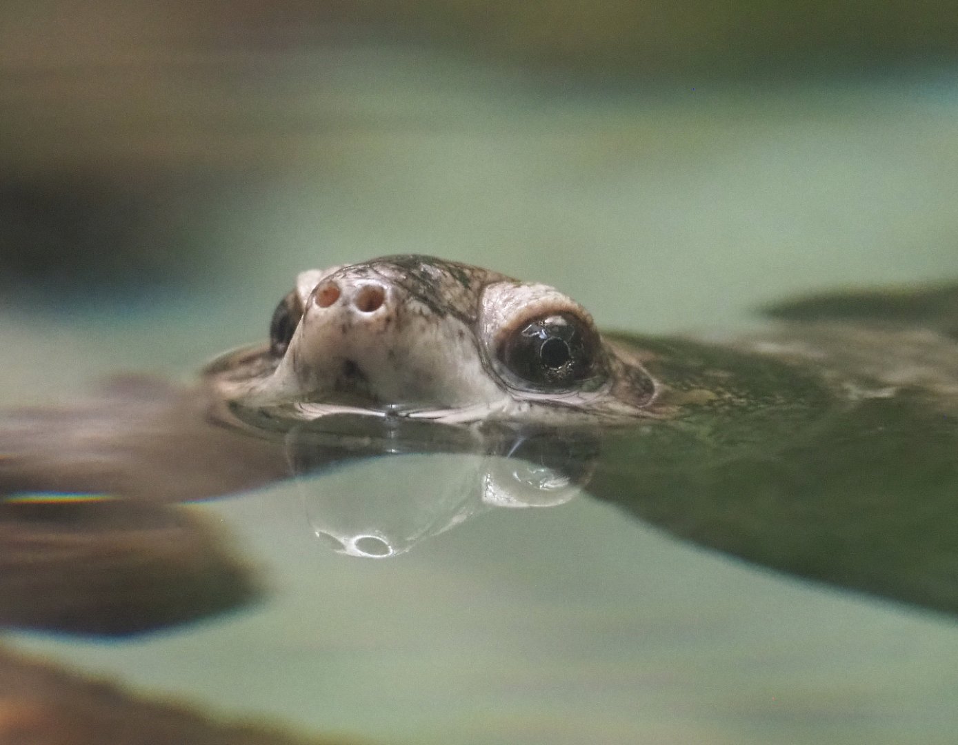 African keeled mud turtle (Pelusios carinatus), 2020-09-20