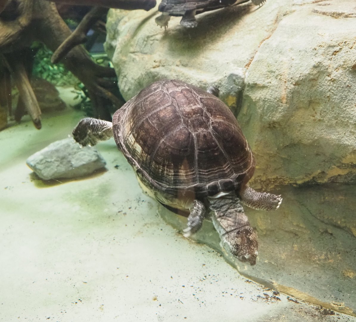 African keeled mud turtle (Pelusios carinatus), 2022-05-26