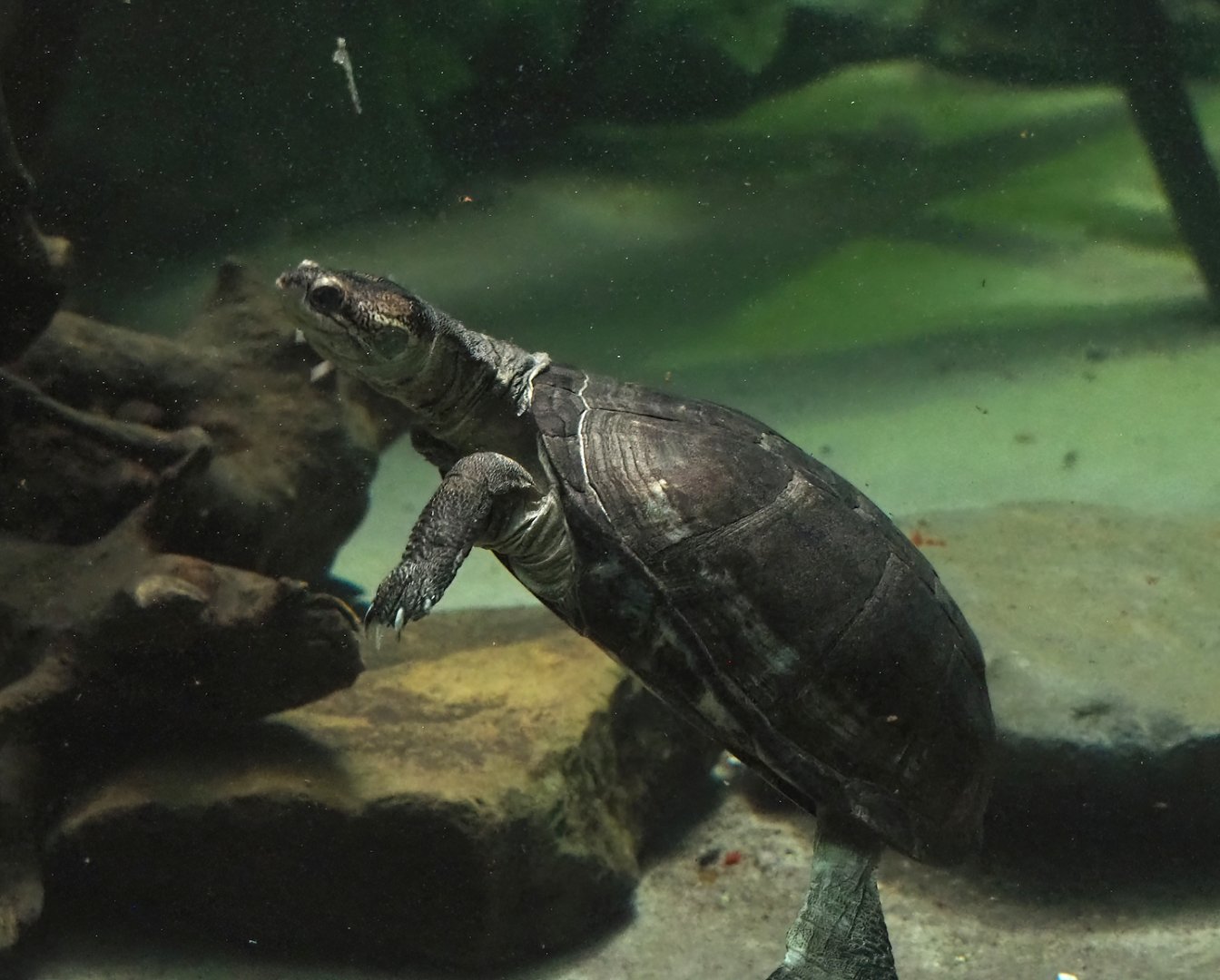 African keeled mud turtle (Pelusios carinatus), 2024-02-17