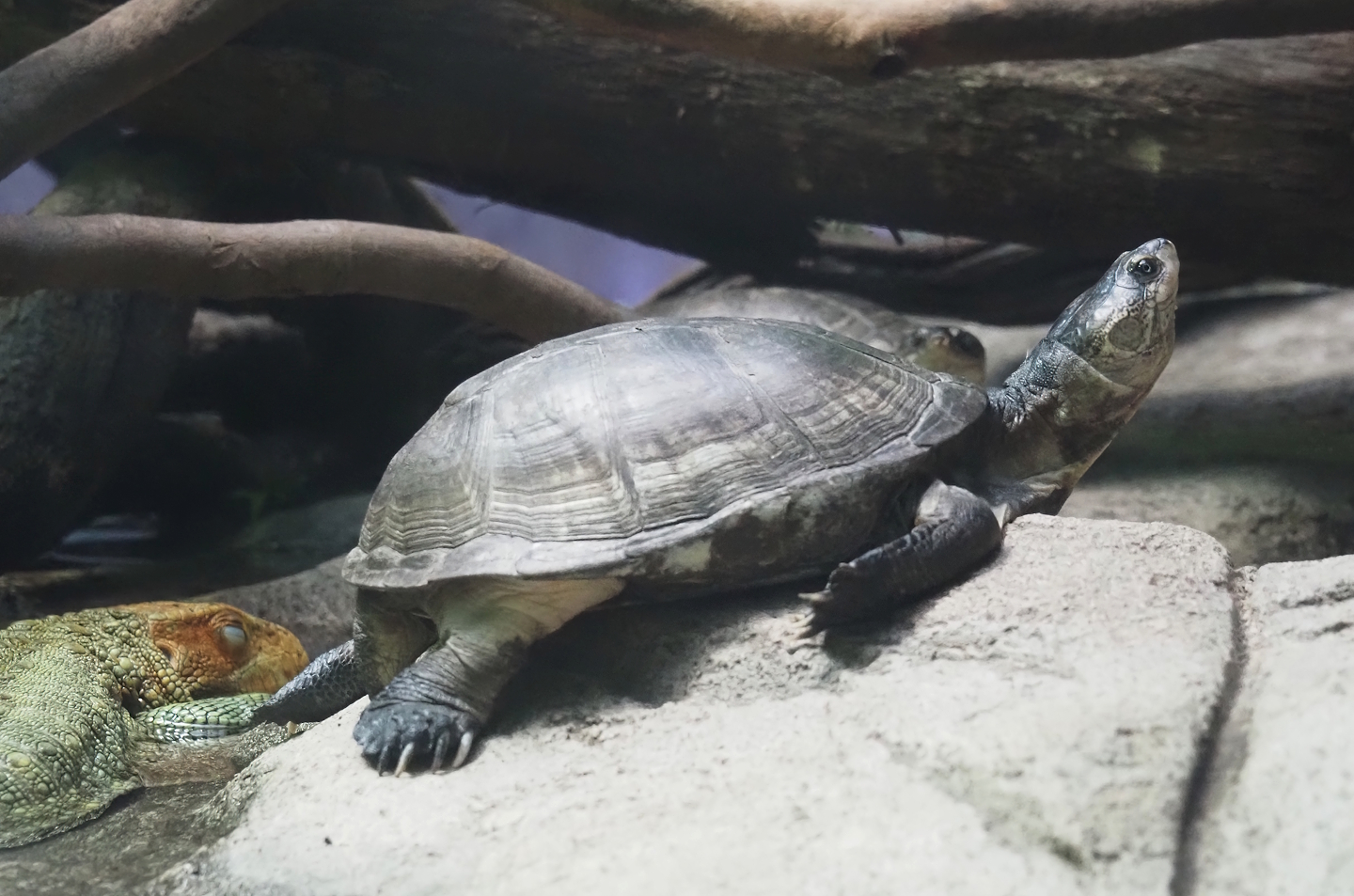 African keeled mud turtle (Pelusios carinatus), 2024-03-09