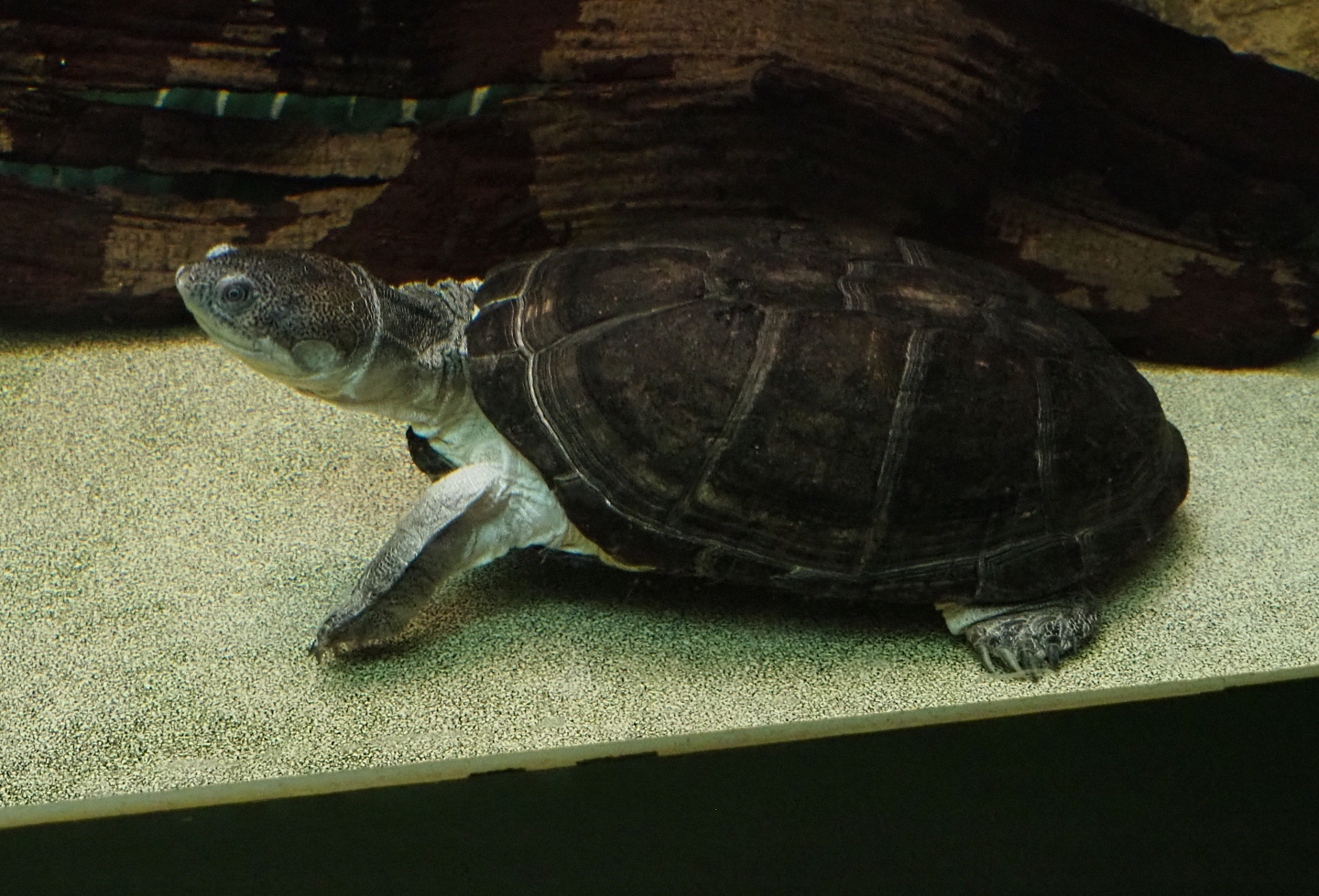 African keeled mud turtle (Pelusios carinatus), Feb 27th, 2019
