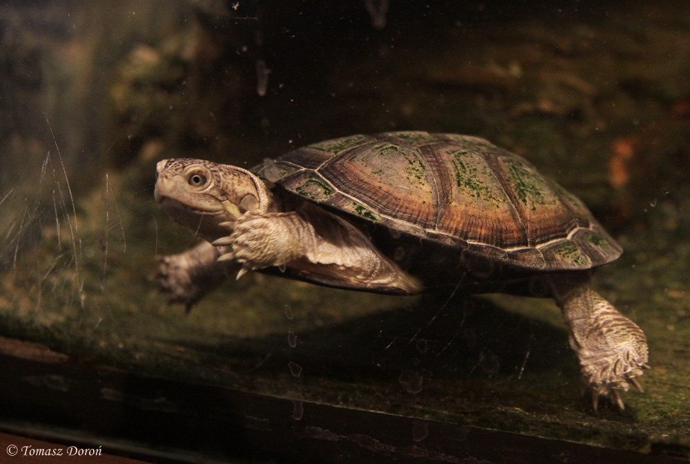 African Keeled Mud Turtle (Pelusios carinatus)