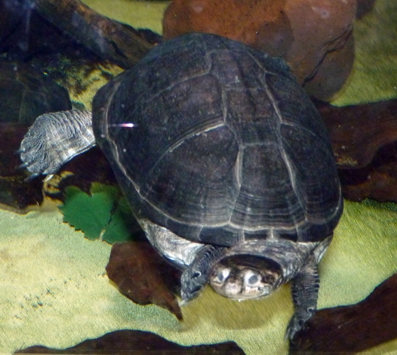 African keeled mud turtle (Pelusios carinatus)