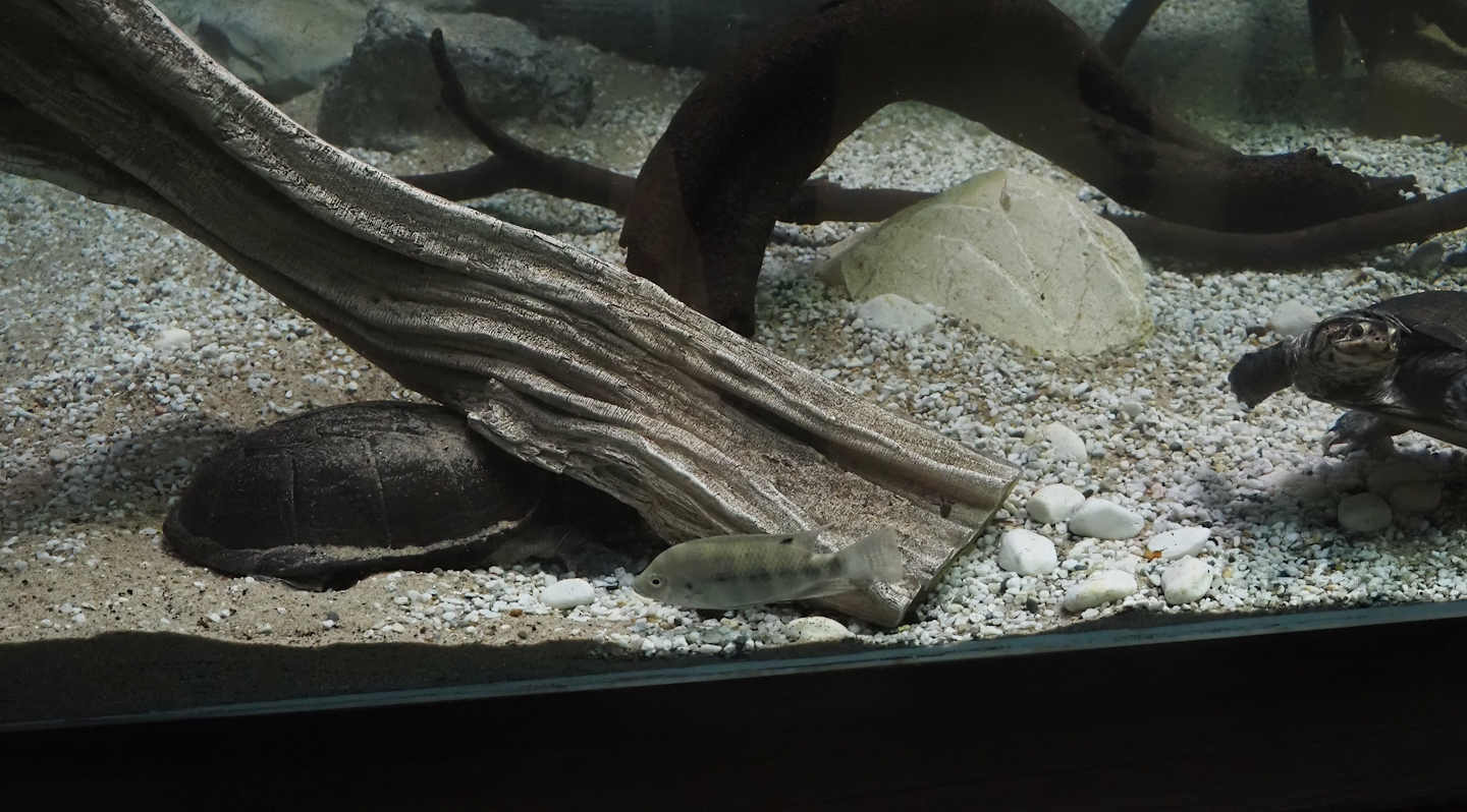 African keeled mud turtles (Pelusios carinatus) and Dolphin cichlid (Cyrtocara moorii), 2025-11-30