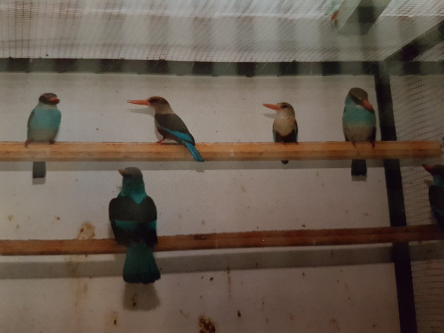 African Kingfisher-species