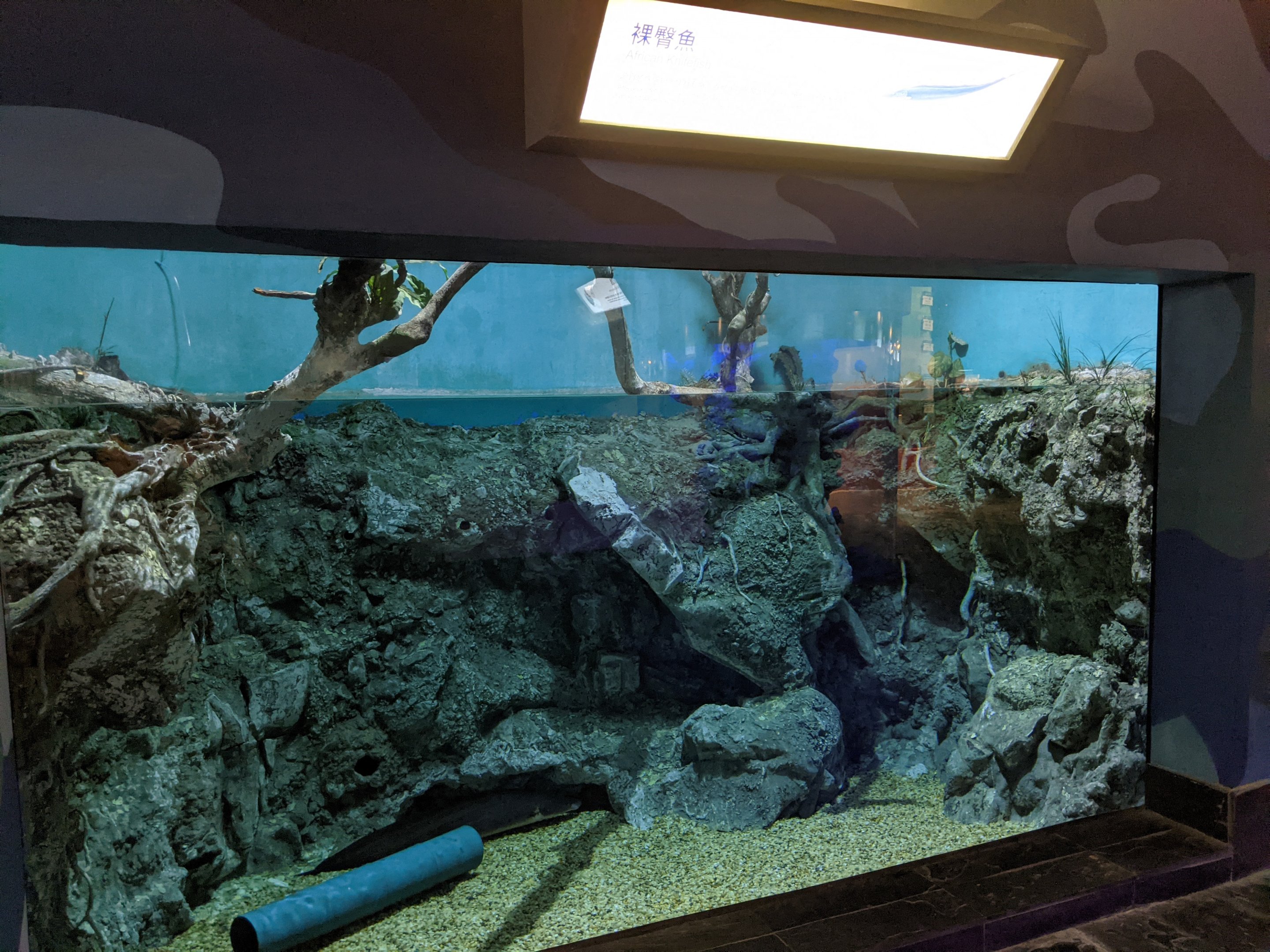 African Knifefish (Gymnarchus niloticus)