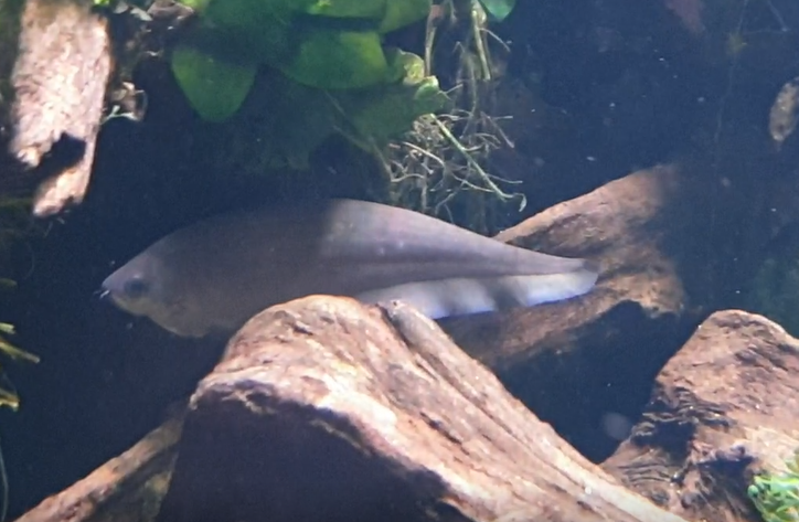 African Knifefish-species
