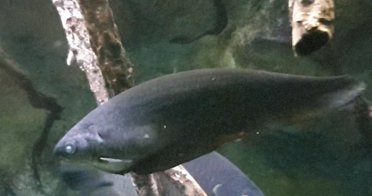 African knifefish - Xenomystus nigri