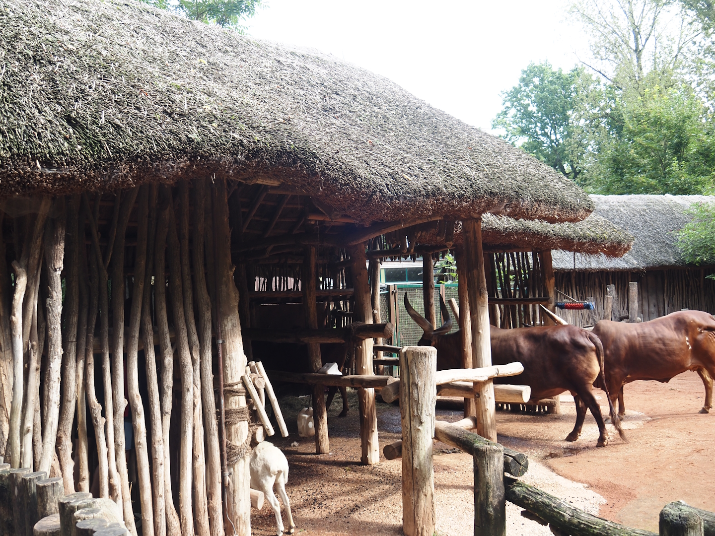 African kraal exhibit shelter for Ankole-Watusi cattle and Somali sheep, 2024-08-05