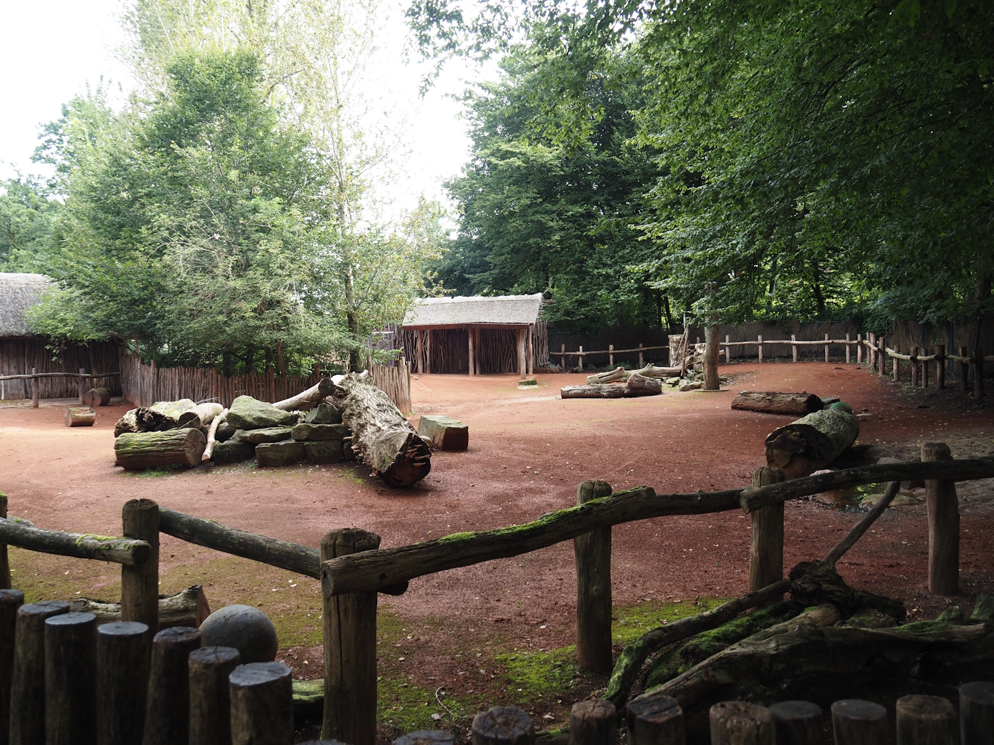 African kraal exhibit with Ankole-Watusi cattle and Somali sheep, 2024-08-05
