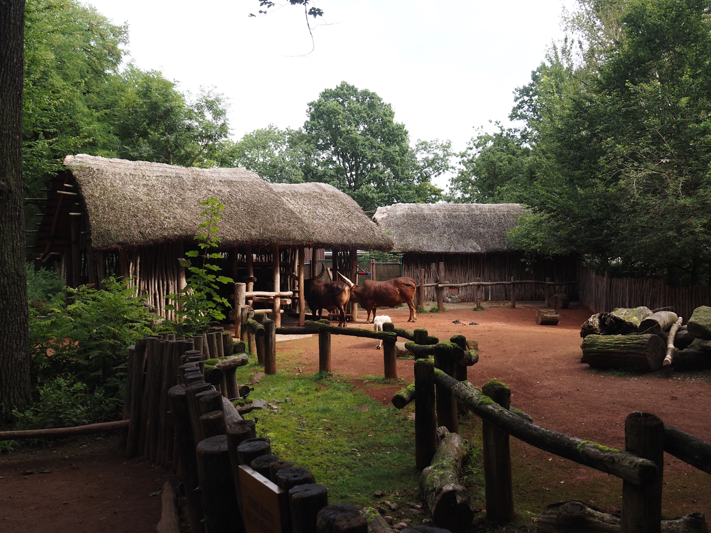African kraal exhibit with Ankole-Watusi cattle and Somali sheep, 2024-08-05