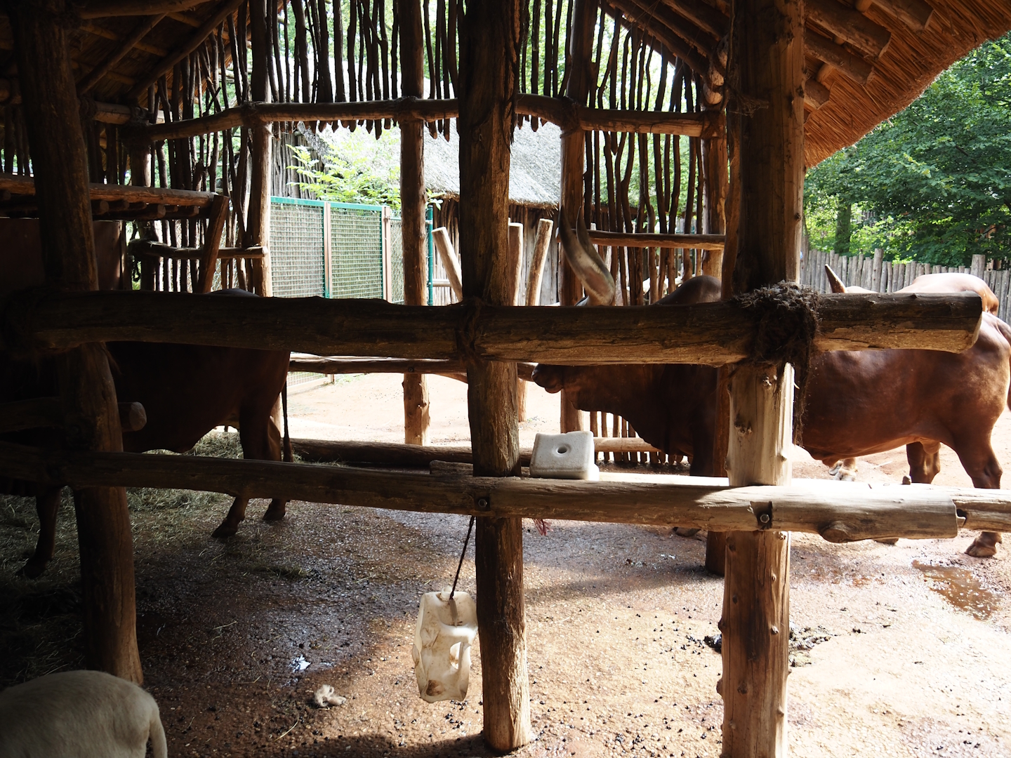 African kraal exhibit with Ankole-Watusi cattle and Somali sheep, 2024-08-05