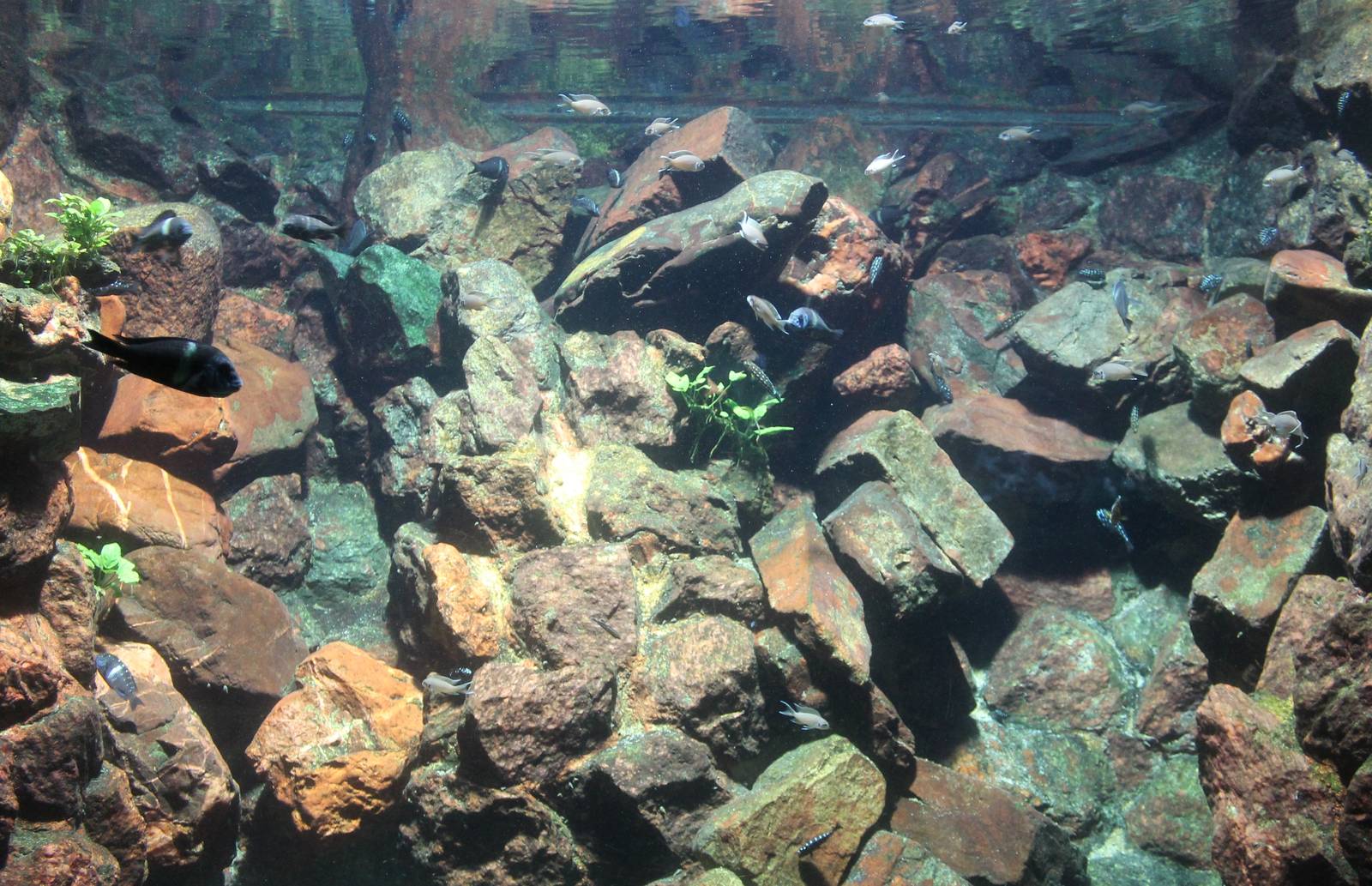 African lake aquarium
