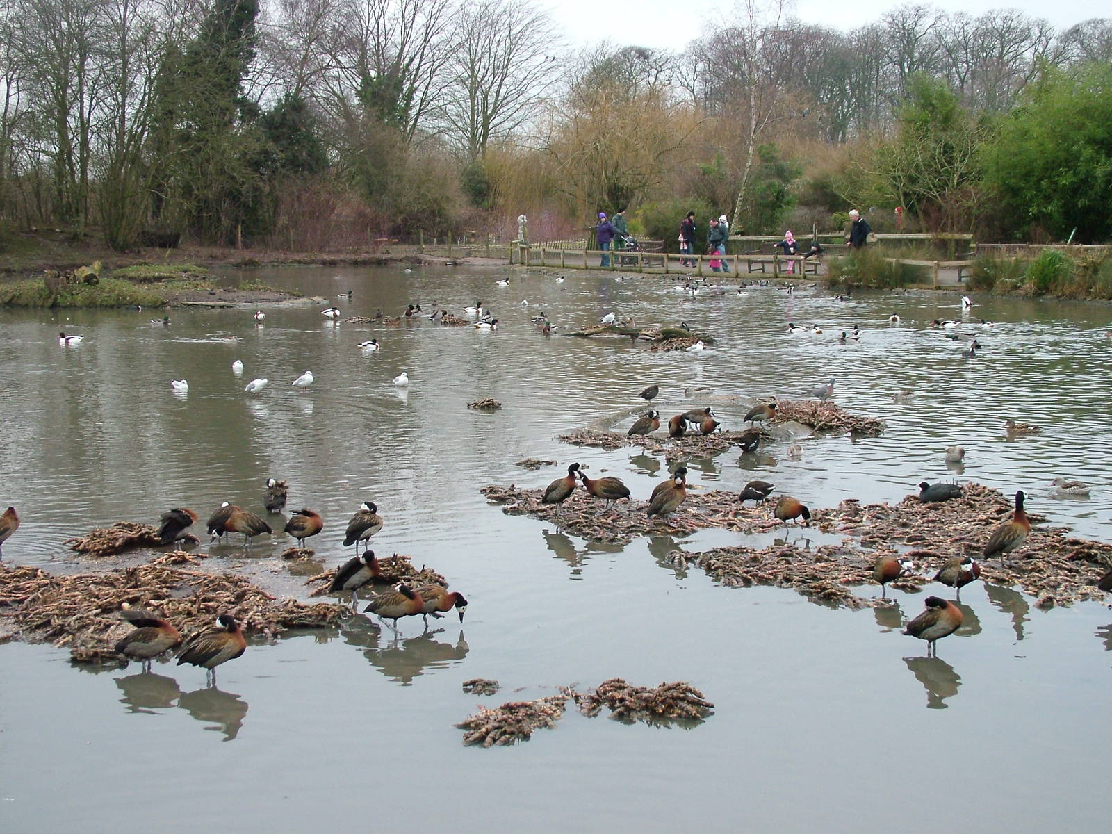African lake at Slimbridge 06/02/10