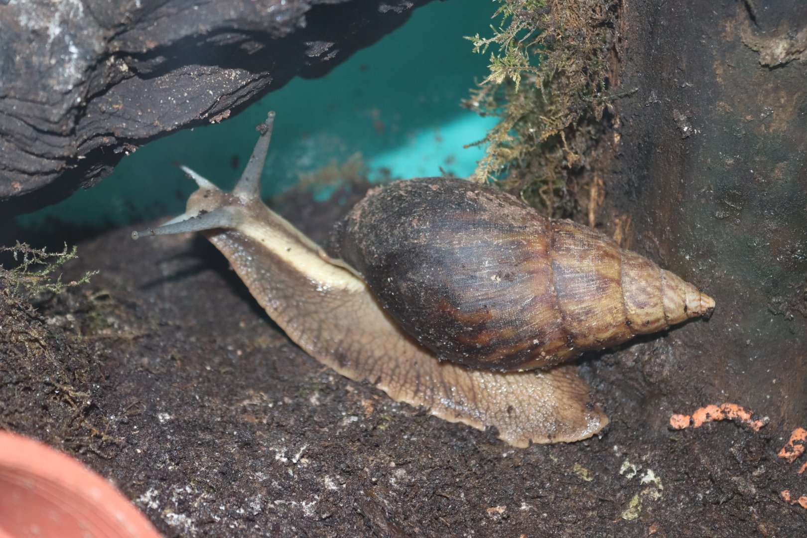 African land snail (Achatina balteata) BugParc, 08/2024