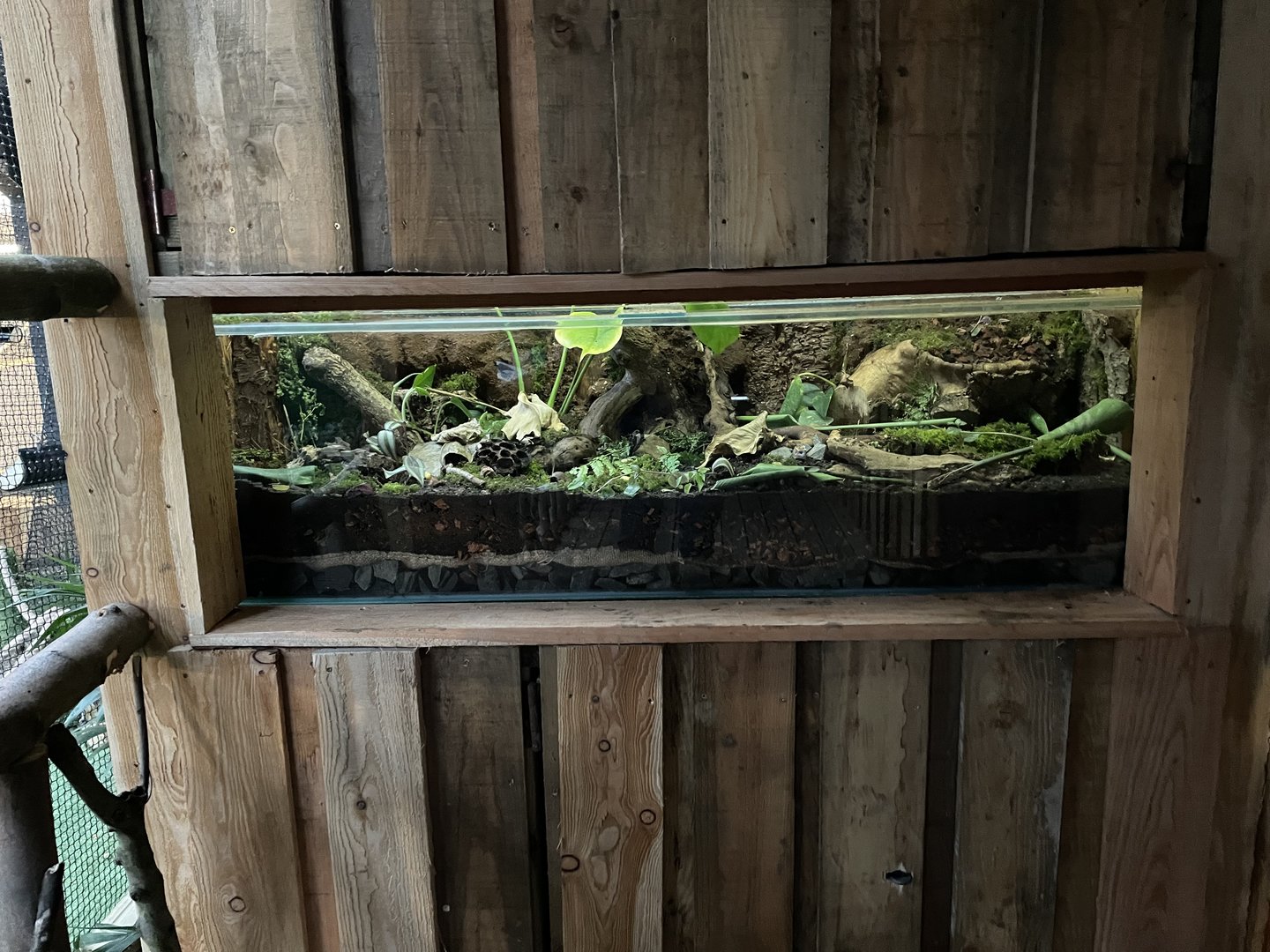 African Land Snail and Millipede Exhibit