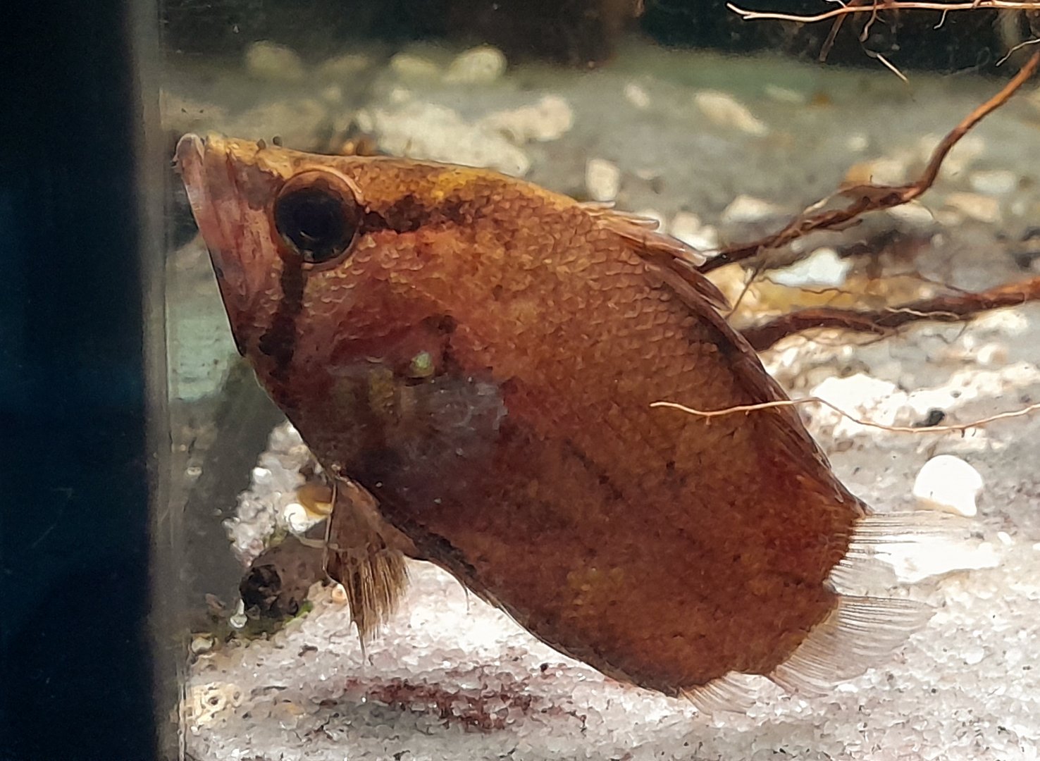 African Leaf-fish (Polycentropsis abbreviata)