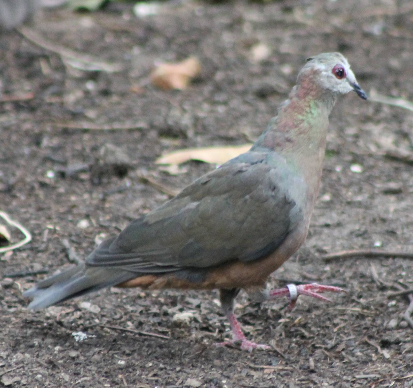 African lemon dove