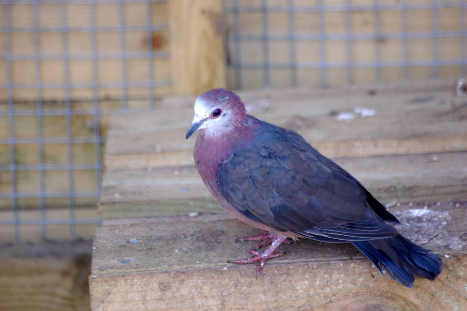 African Lemon Dove??