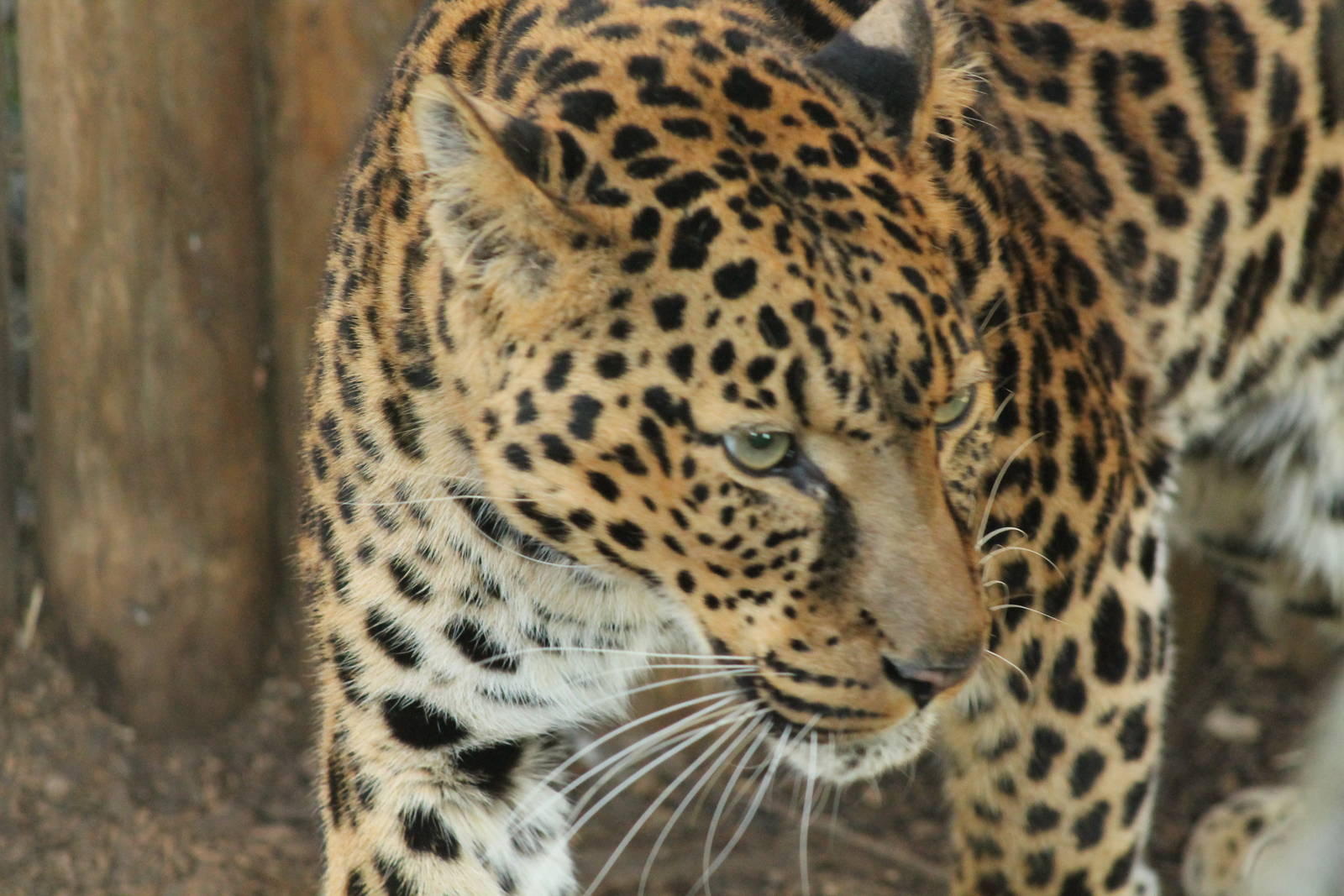 African Leopard - 21st Feb 2014