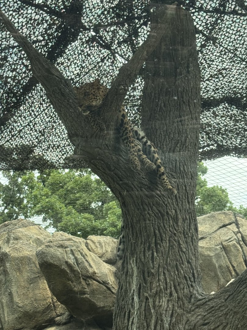 "African" Leopard (7/5/24)