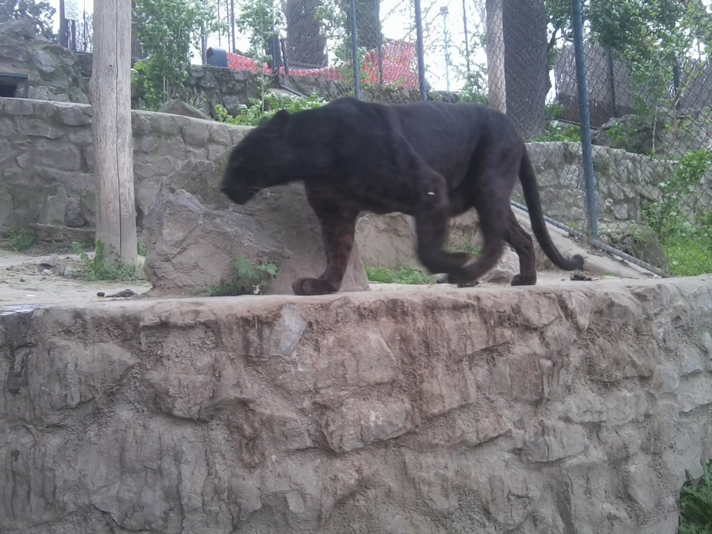 African leopard (after signage)