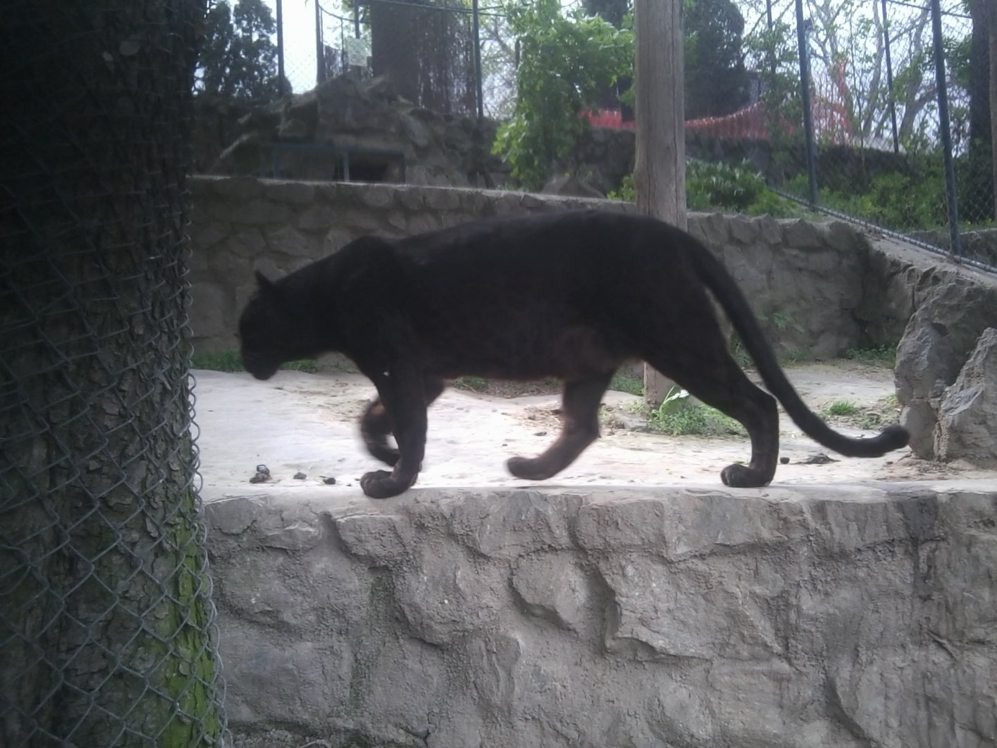 African leopard (after signage)