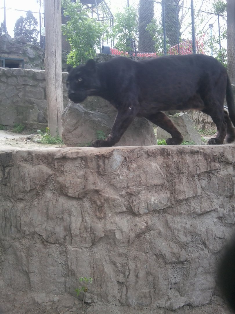 African leopard (after signage)