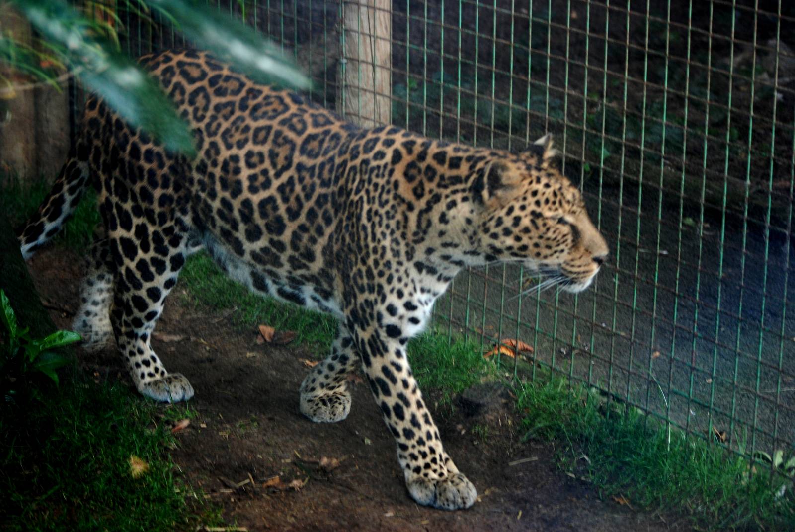 'African' Leopard at Paradise WP, 01/09/13