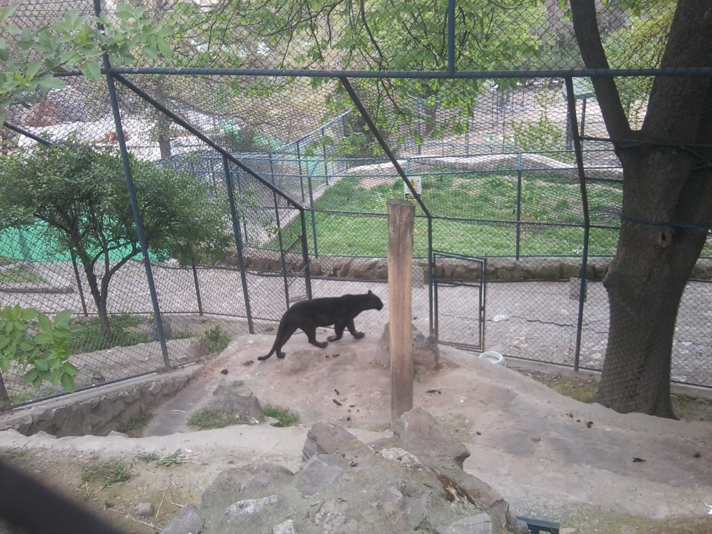 African leopard (black) (after signage)