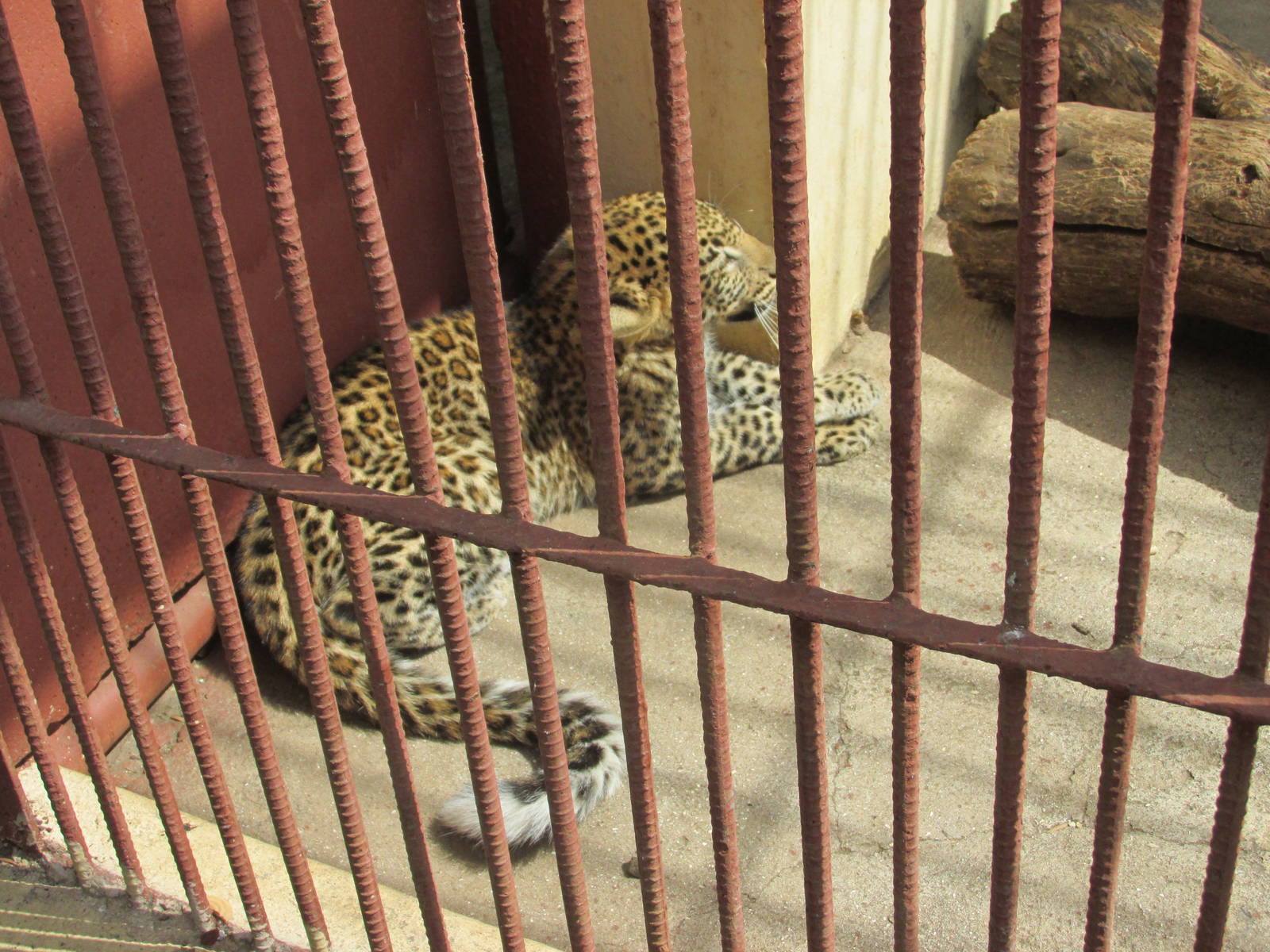 african leopard cub zoologico nacional