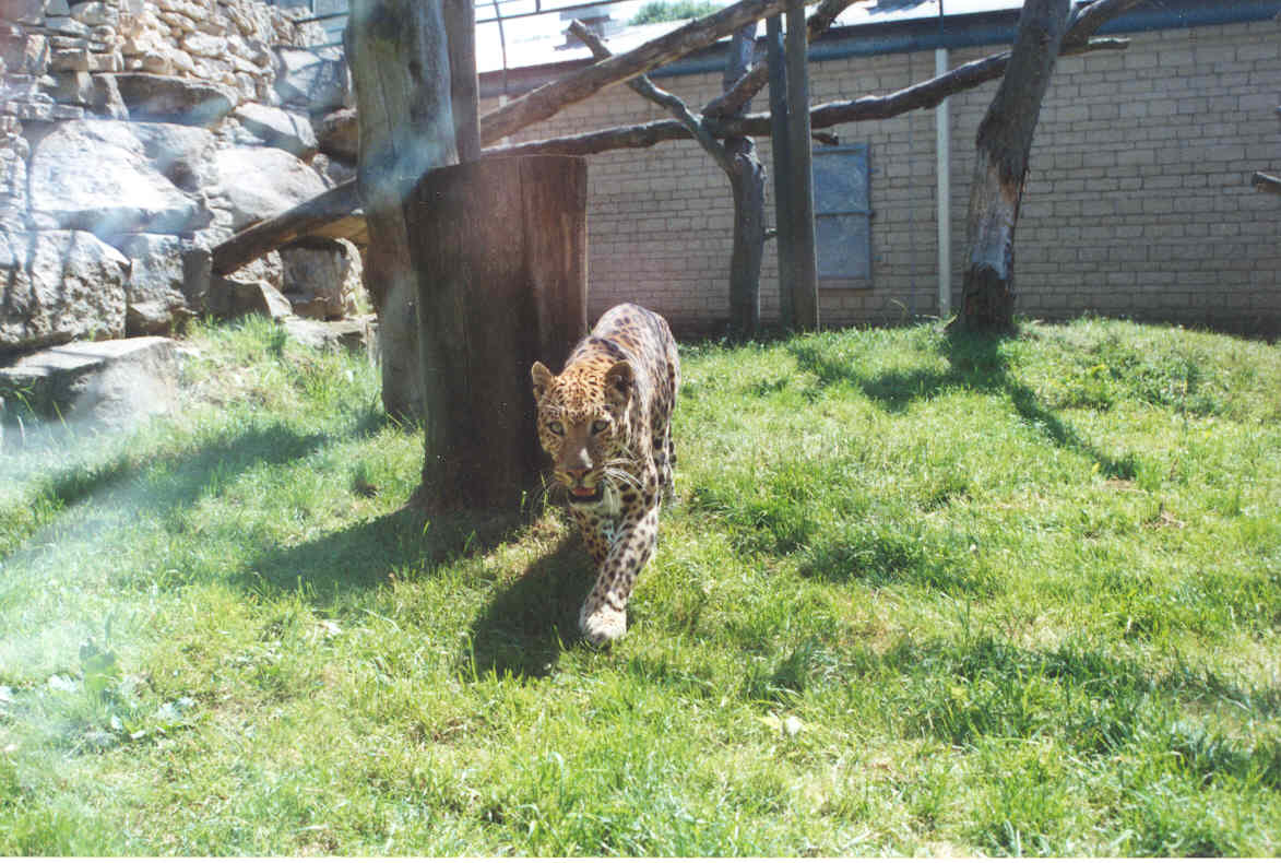 African Leopard Enclosure - Heythrop 2003