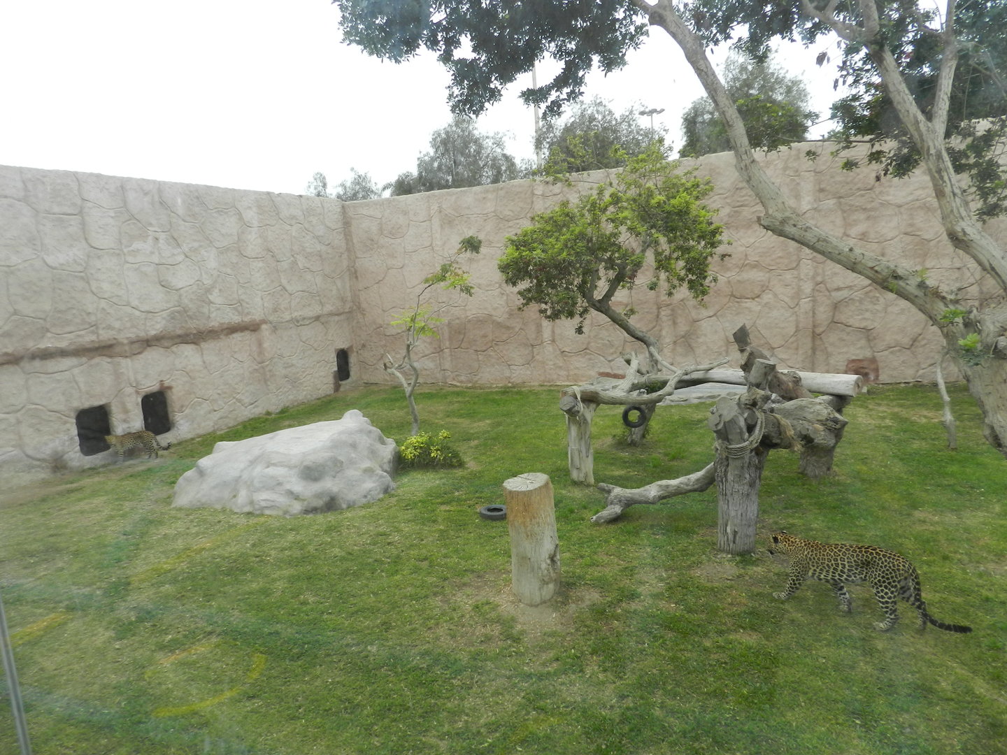 African leopard exhibit - Parque de Las Leyendas